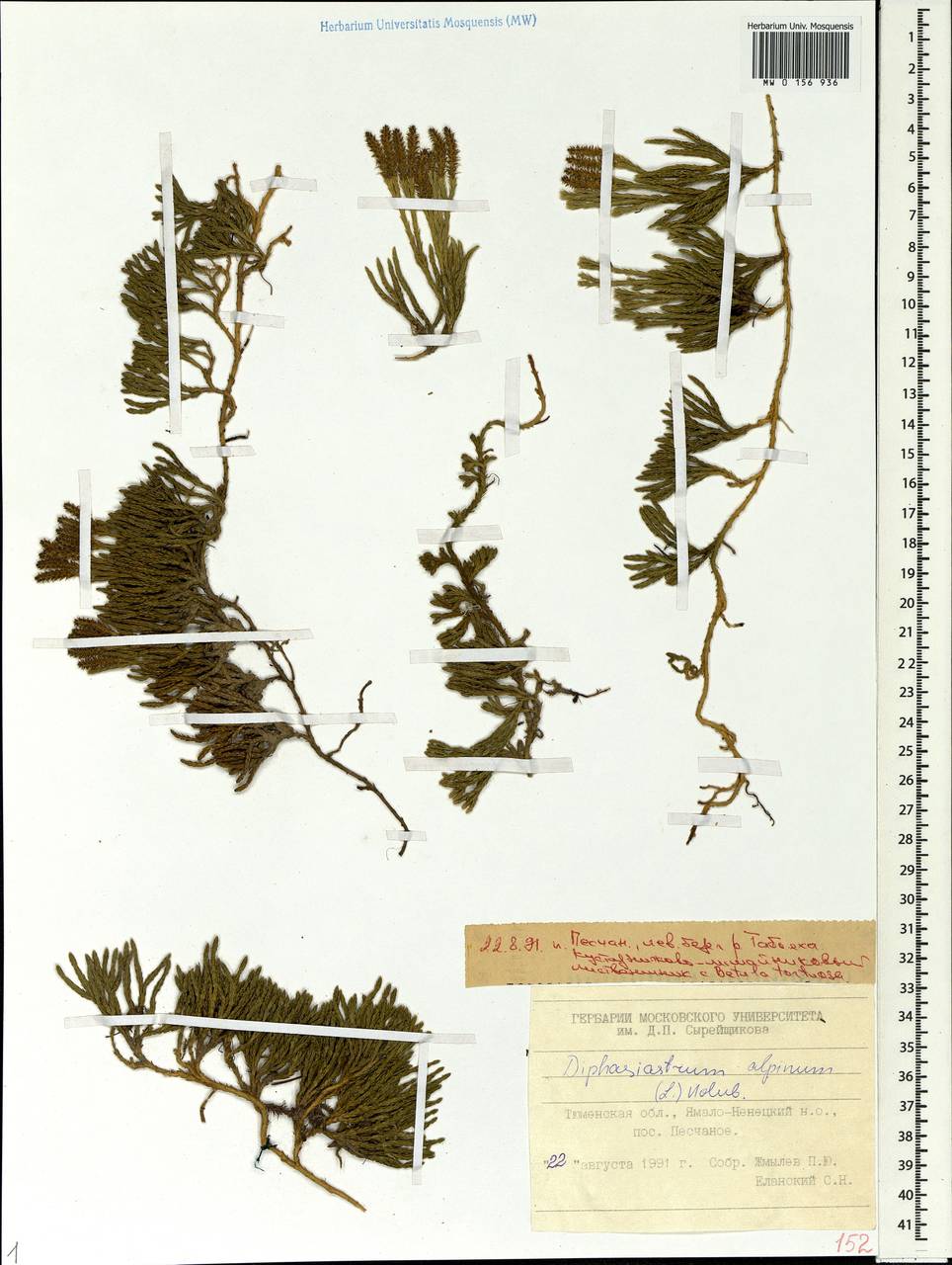 Diphasiastrum alpinum (L.) Holub, Siberia, Western Siberia (S1) (Russia)