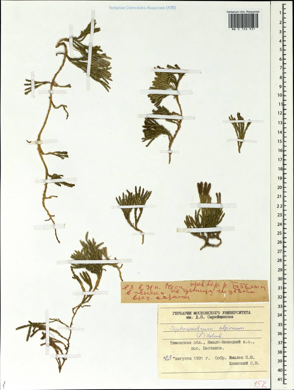 Diphasiastrum alpinum (L.) Holub, Siberia, Western Siberia (S1) (Russia)