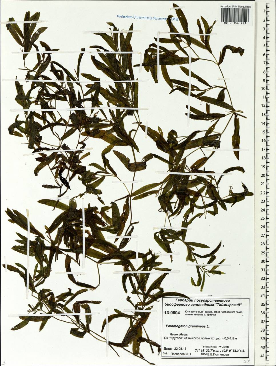 Potamogeton gramineus L., Siberia, Central Siberia (S3) (Russia)