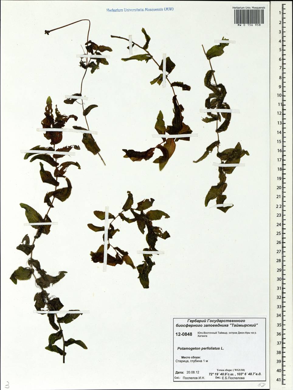Potamogeton perfoliatus L., Siberia, Central Siberia (S3) (Russia)