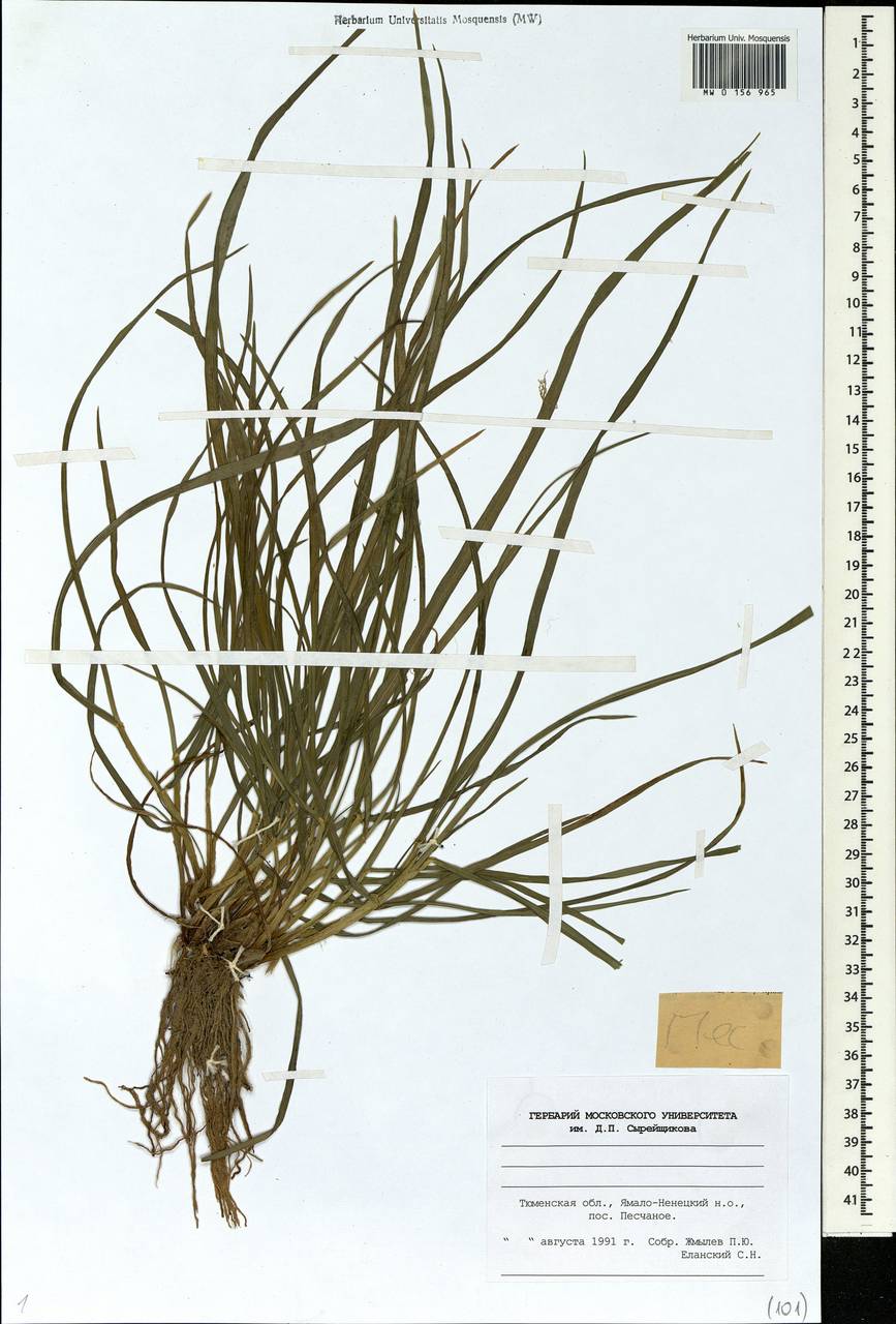 Poaceae, Siberia, Western Siberia (S1) (Russia)