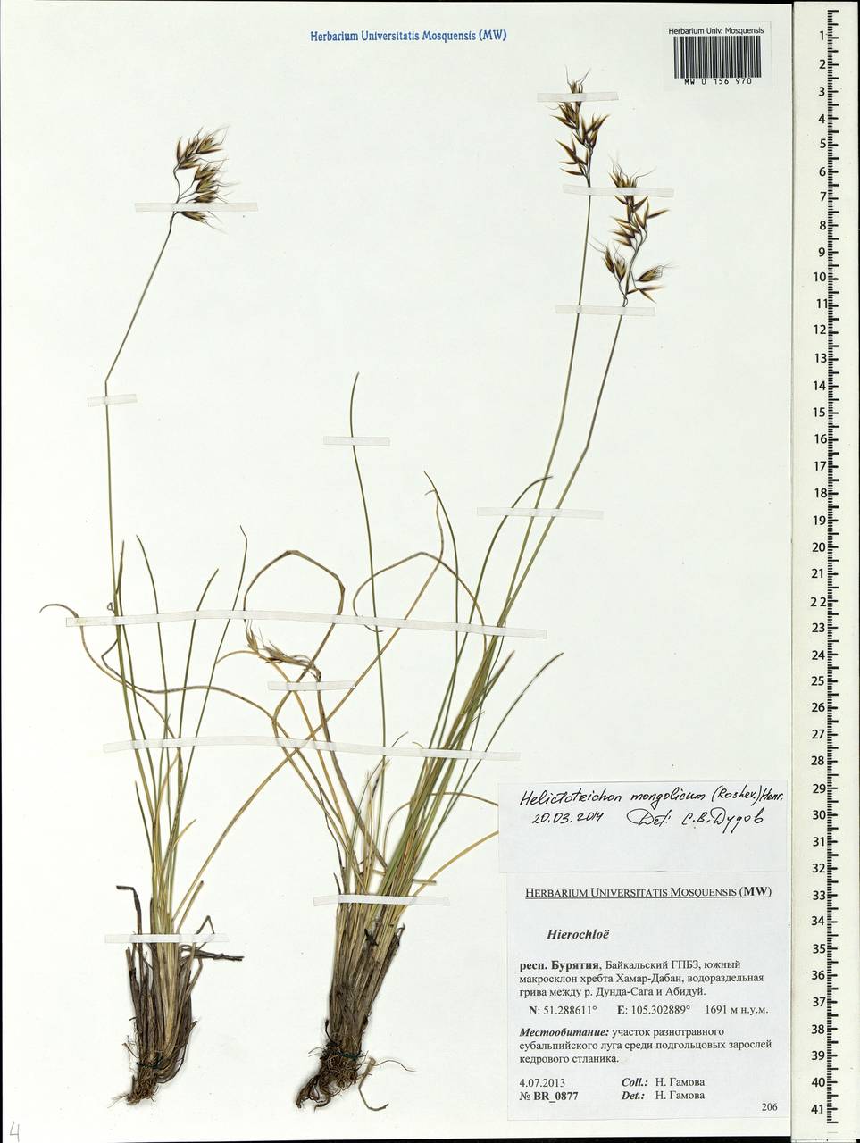 Helictotrichon mongolicum (Roshev.) Henrard, Siberia, Baikal & Transbaikal region (S4) (Russia)