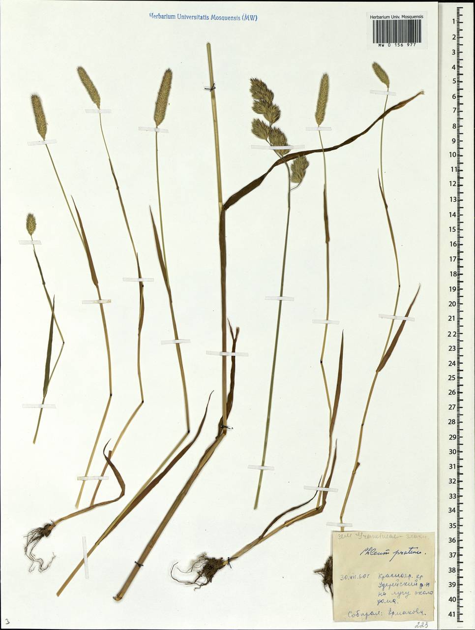 Phleum pratense L., Siberia, Central Siberia (S3) (Russia)
