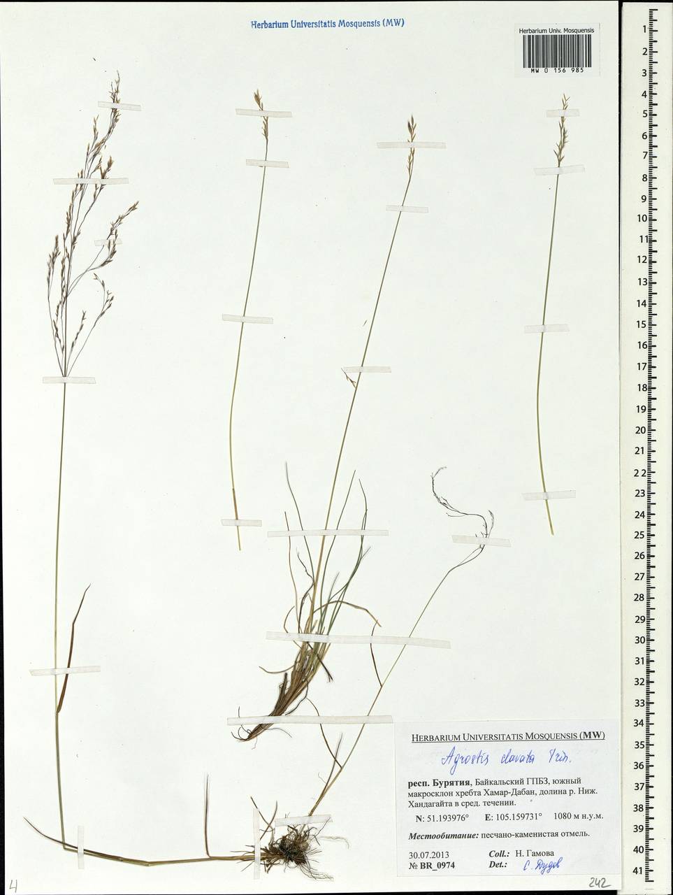 Agrostis clavata Trin., Siberia, Baikal & Transbaikal region (S4) (Russia)