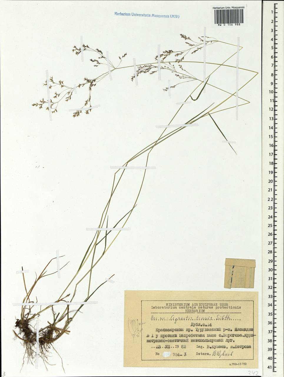 Agrostis capillaris L., Siberia, Central Siberia (S3) (Russia)