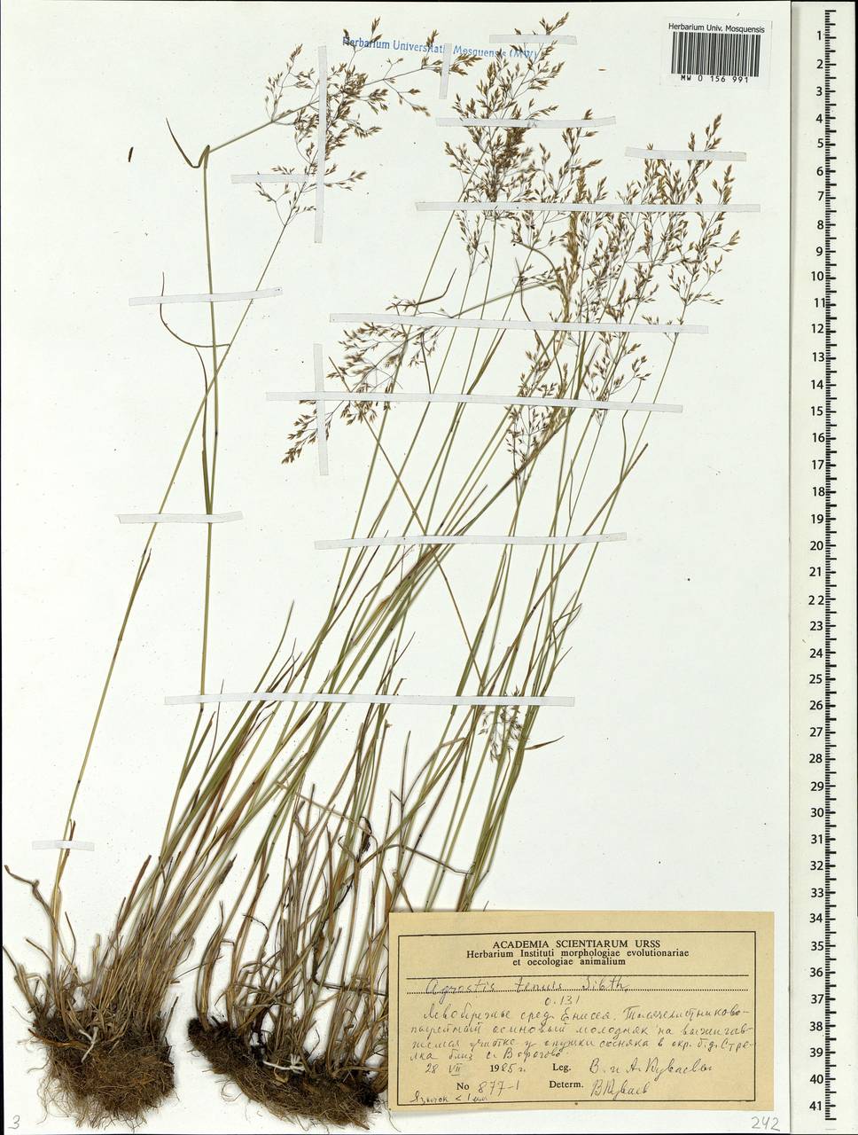 Agrostis capillaris L., Siberia, Central Siberia (S3) (Russia)