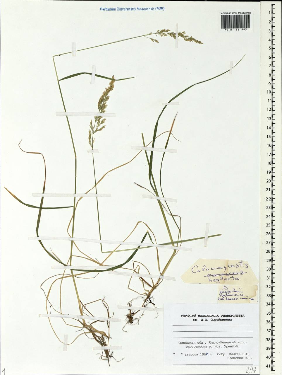 Achnatherum calamagrostis (L.) P.Beauv., Siberia, Western Siberia (S1) (Russia)