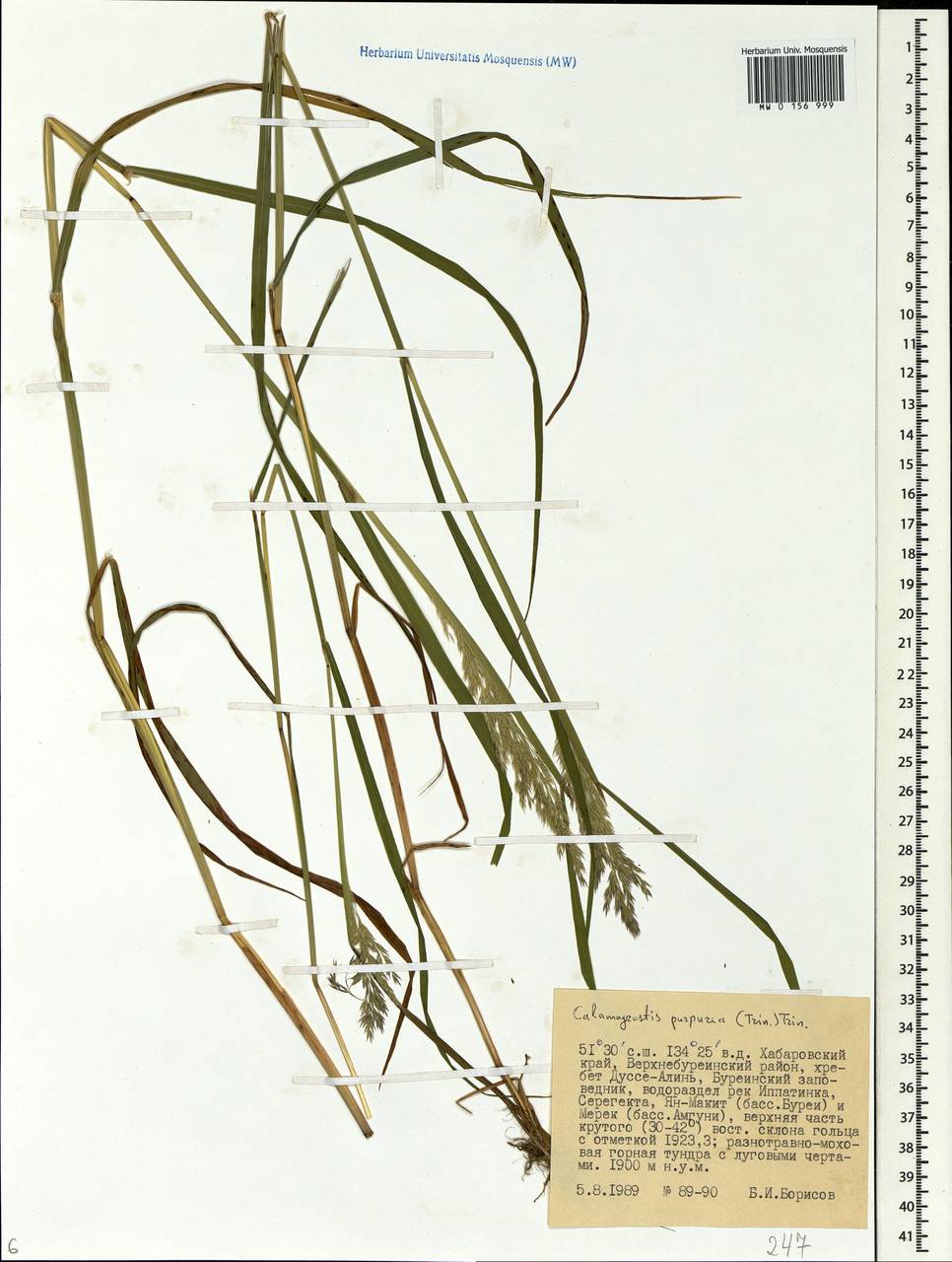 Calamagrostis purpurea (Trin.) Trin., Siberia, Russian Far East (S6) (Russia)