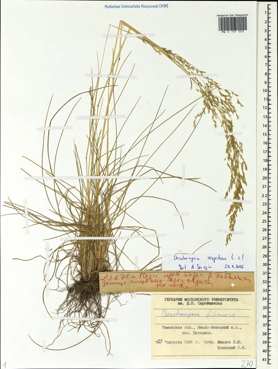 Deschampsia cespitosa (L.) P.Beauv., Siberia, Western Siberia (S1) (Russia)