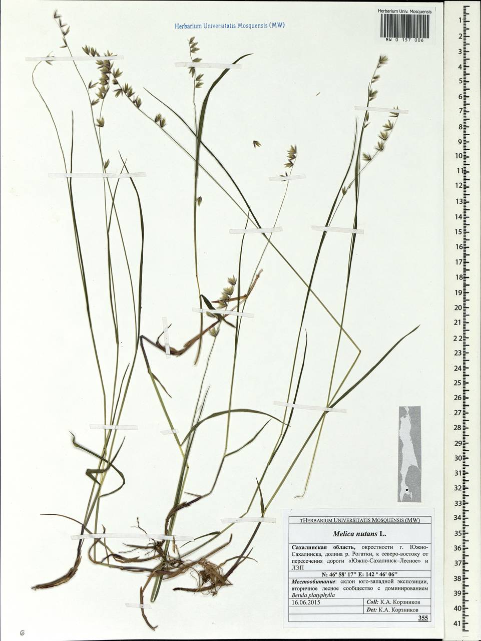 Melica nutans L., Siberia, Russian Far East (S6) (Russia)