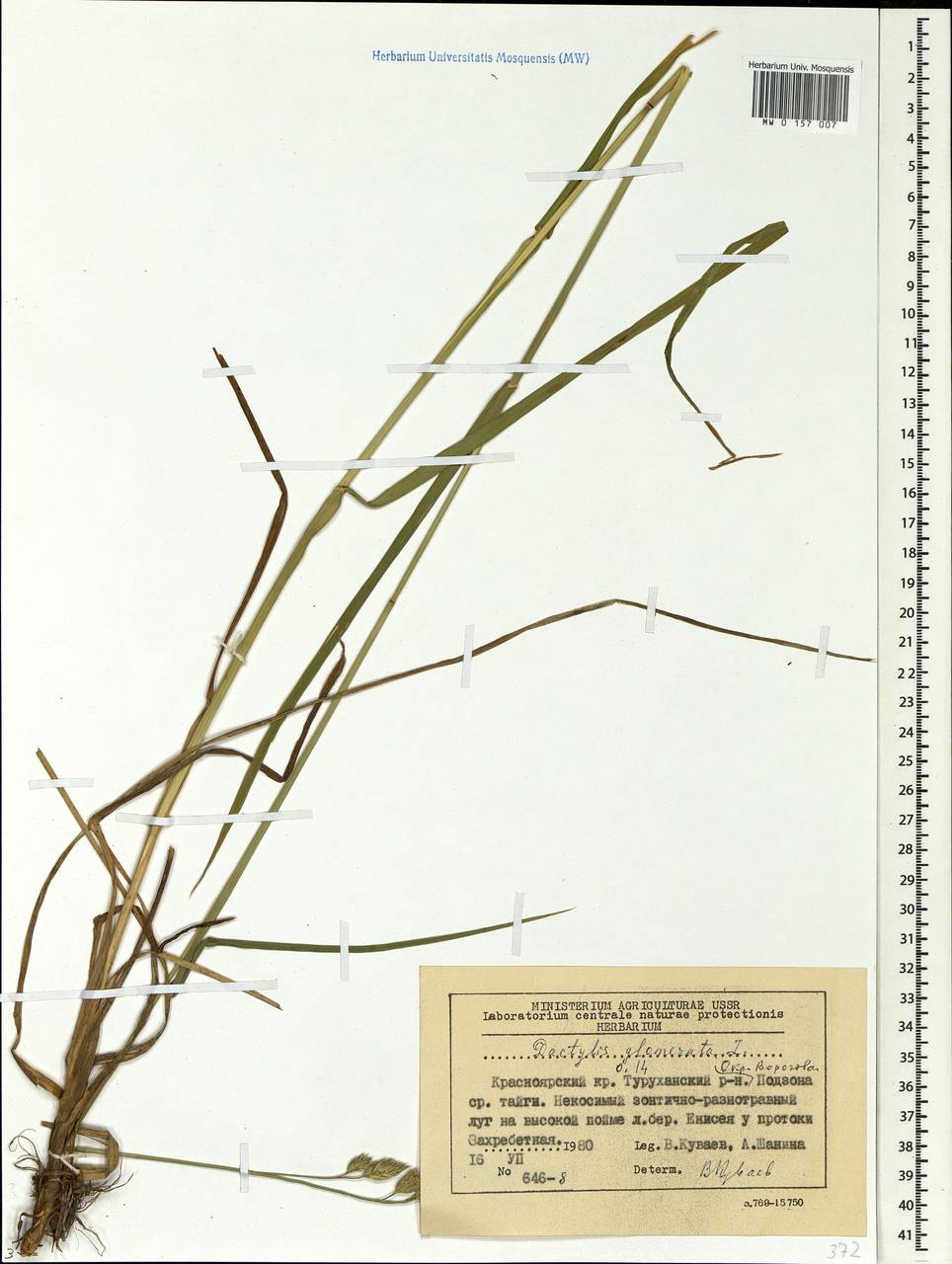 Dactylis glomerata L., Siberia, Central Siberia (S3) (Russia)
