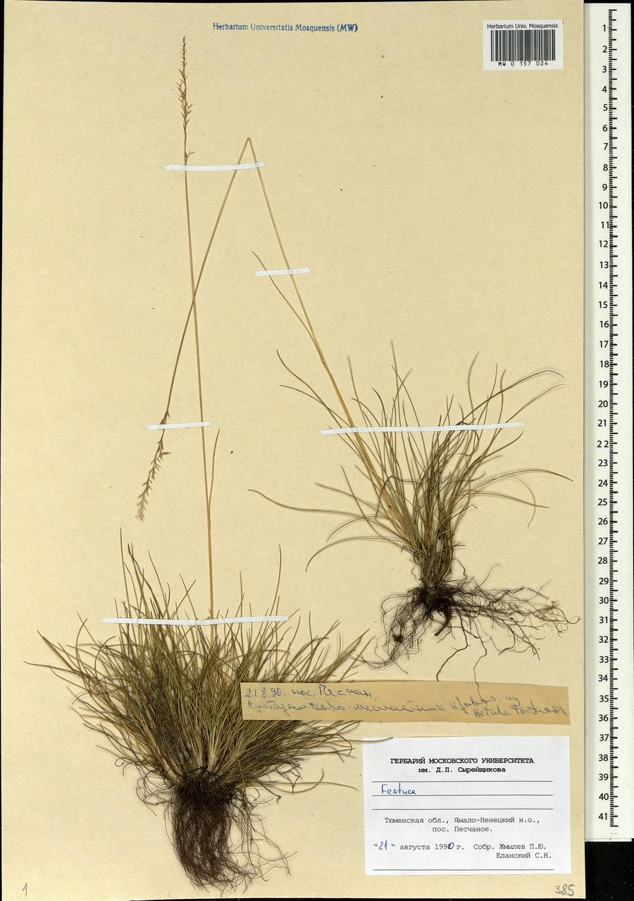 Festuca, Siberia, Western Siberia (S1) (Russia)