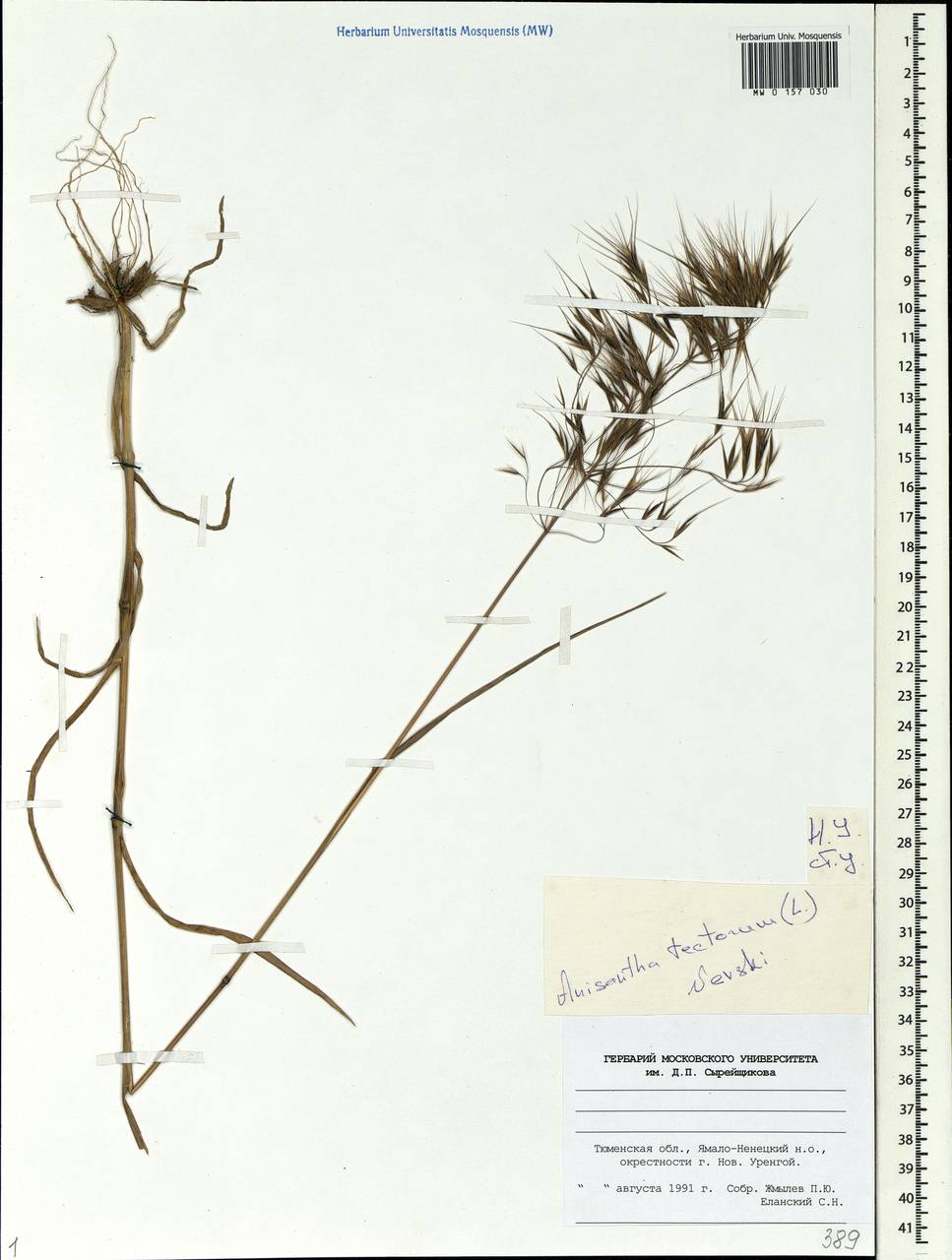 Bromus tectorum L., Siberia, Western Siberia (S1) (Russia)