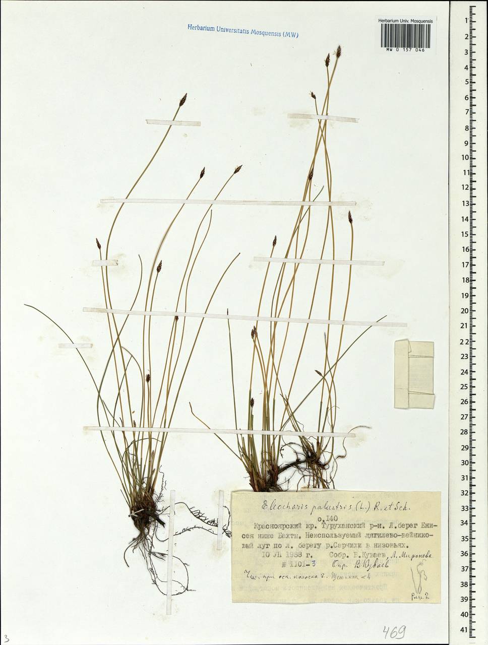 Eleocharis palustris (L.) Roem. & Schult., Siberia, Central Siberia (S3) (Russia)