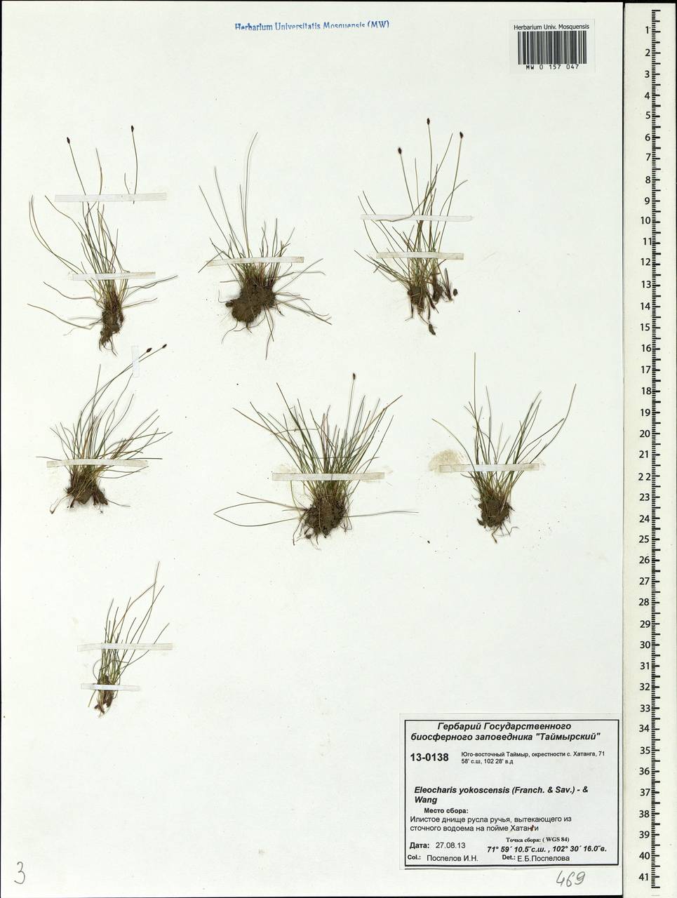 Eleocharis yokoscensis (Franch. & Sav.) Tang & F.T.Wang, Siberia, Central Siberia (S3) (Russia)