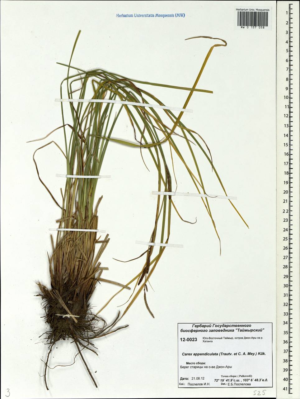 Carex appendiculata (Trautv. & C.A.Mey.) Kük., Siberia, Central Siberia (S3) (Russia)