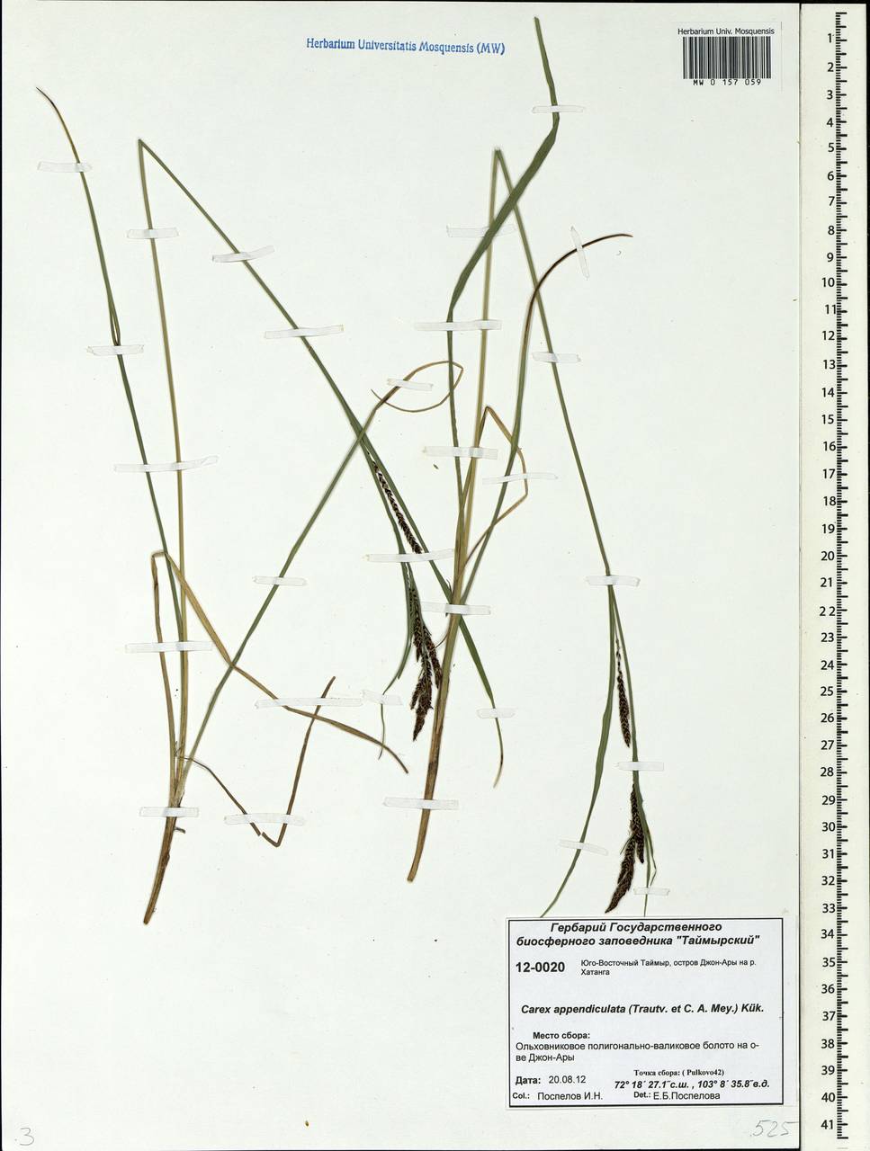 Carex appendiculata (Trautv. & C.A.Mey.) Kük., Siberia, Central Siberia (S3) (Russia)