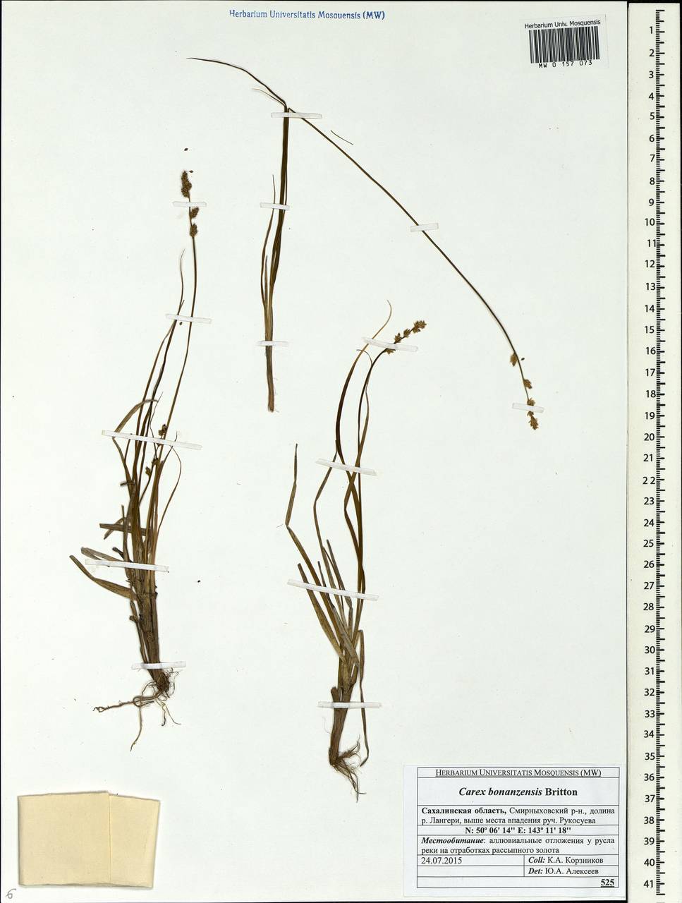 Carex bonanzensis Britton, Siberia, Russian Far East (S6) (Russia)