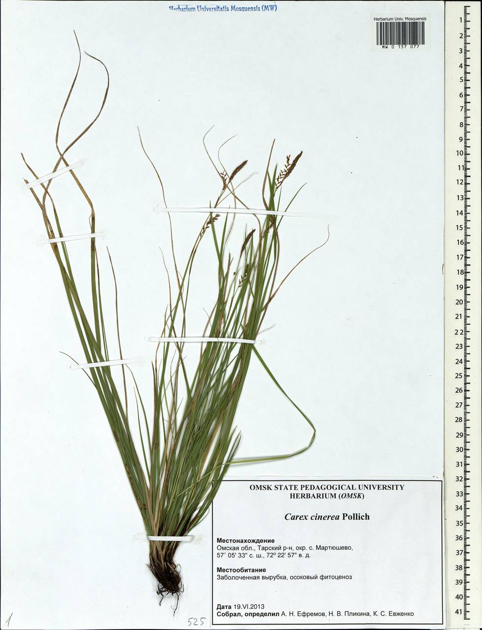 Carex canescens subsp. canescens, Siberia, Western Siberia (S1) (Russia)