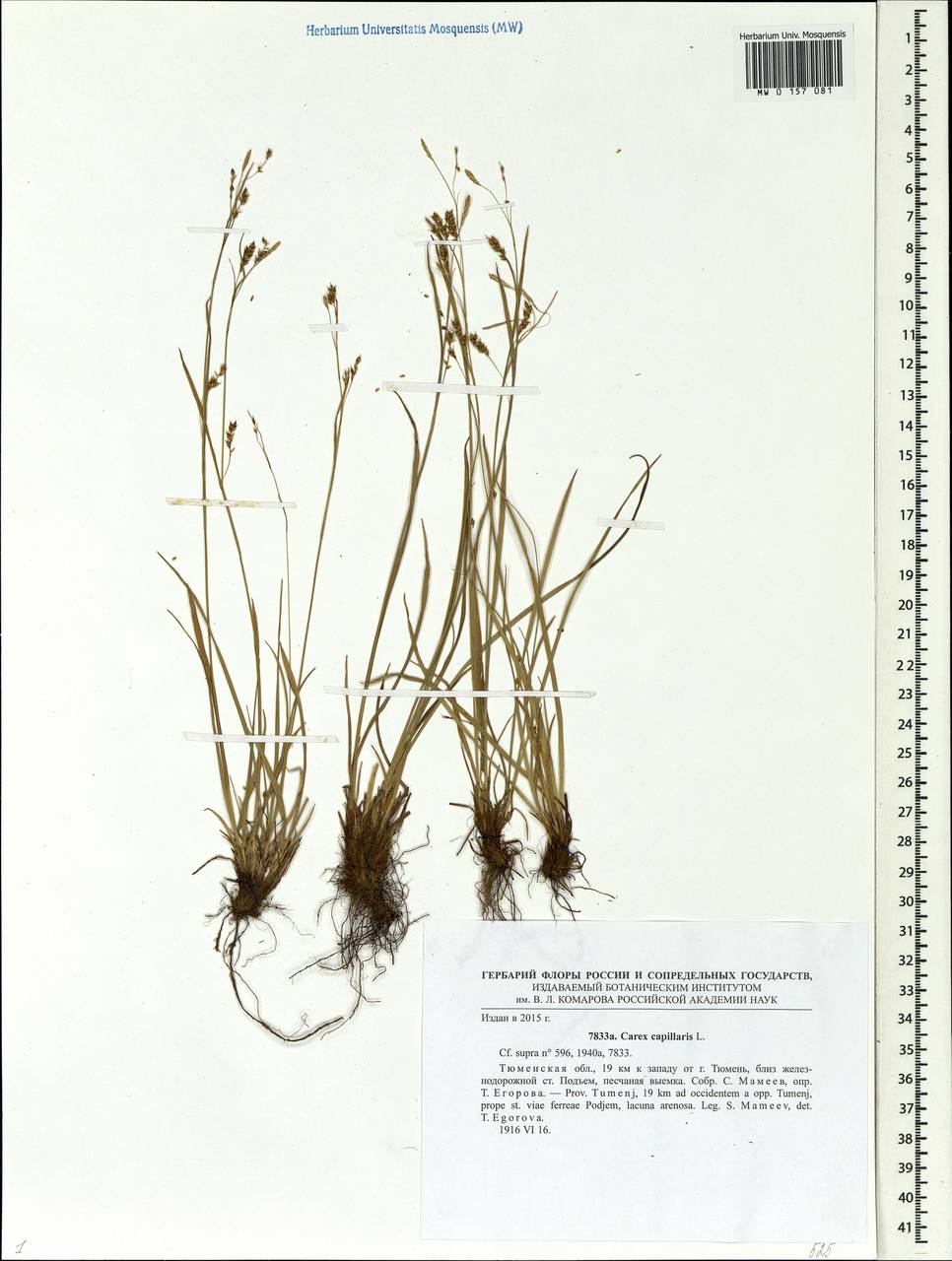 Carex capillaris L., Siberia, Western Siberia (S1) (Russia)