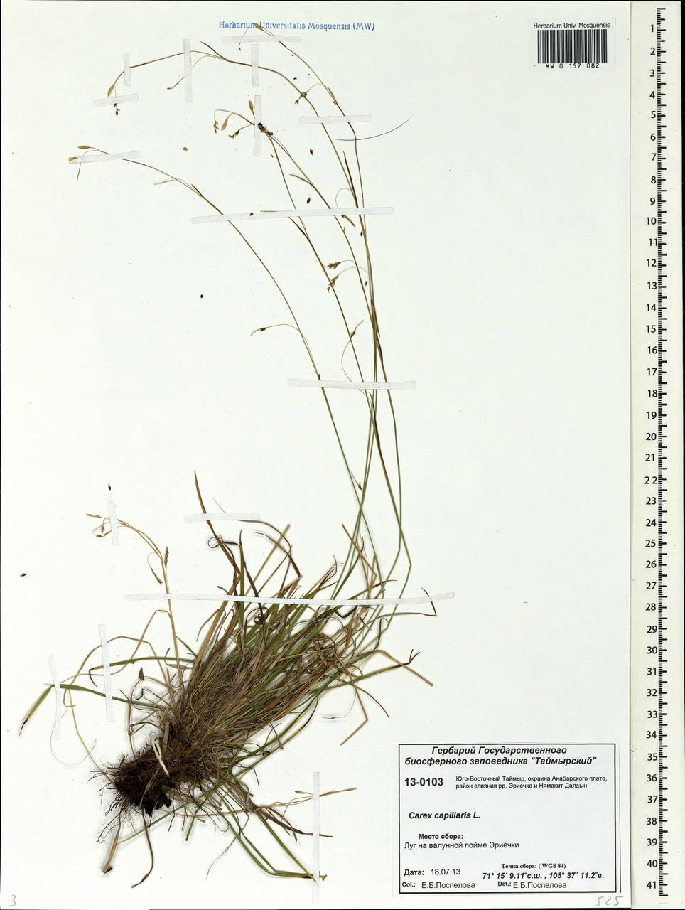Carex capillaris L., Siberia, Central Siberia (S3) (Russia)