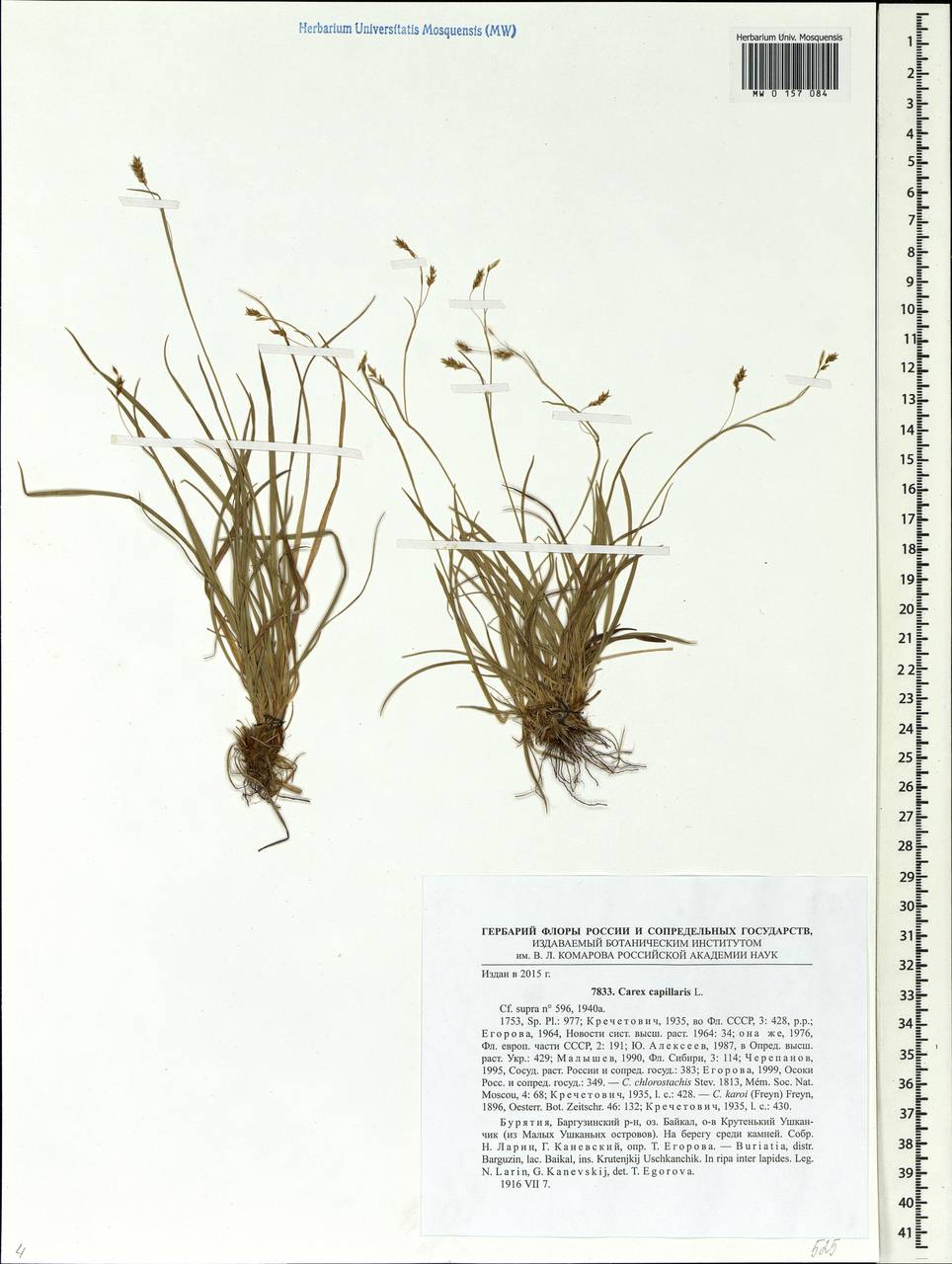 Carex capillaris L., Siberia, Baikal & Transbaikal region (S4) (Russia)