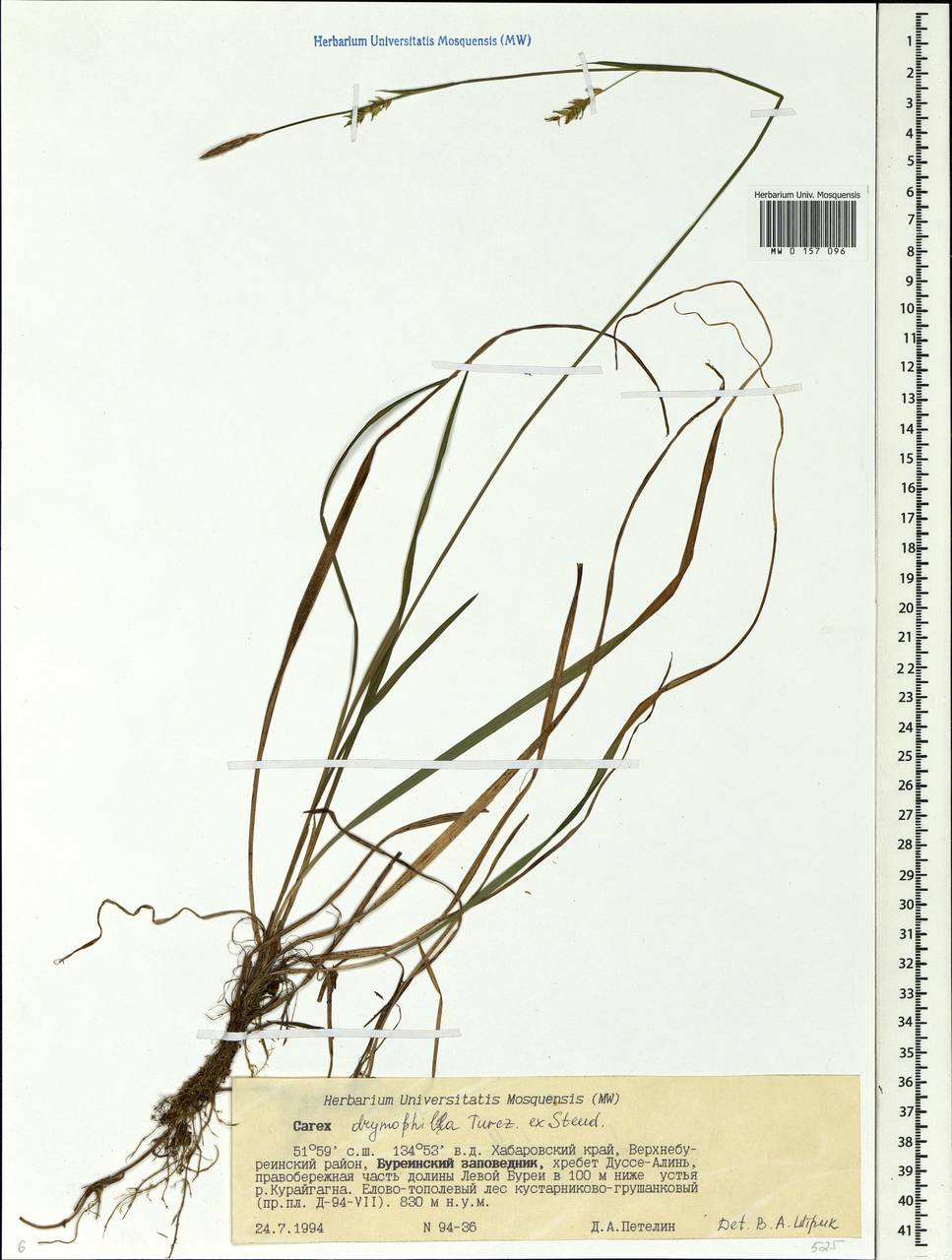 Carex drymophila Turcz., Siberia, Russian Far East (S6) (Russia)