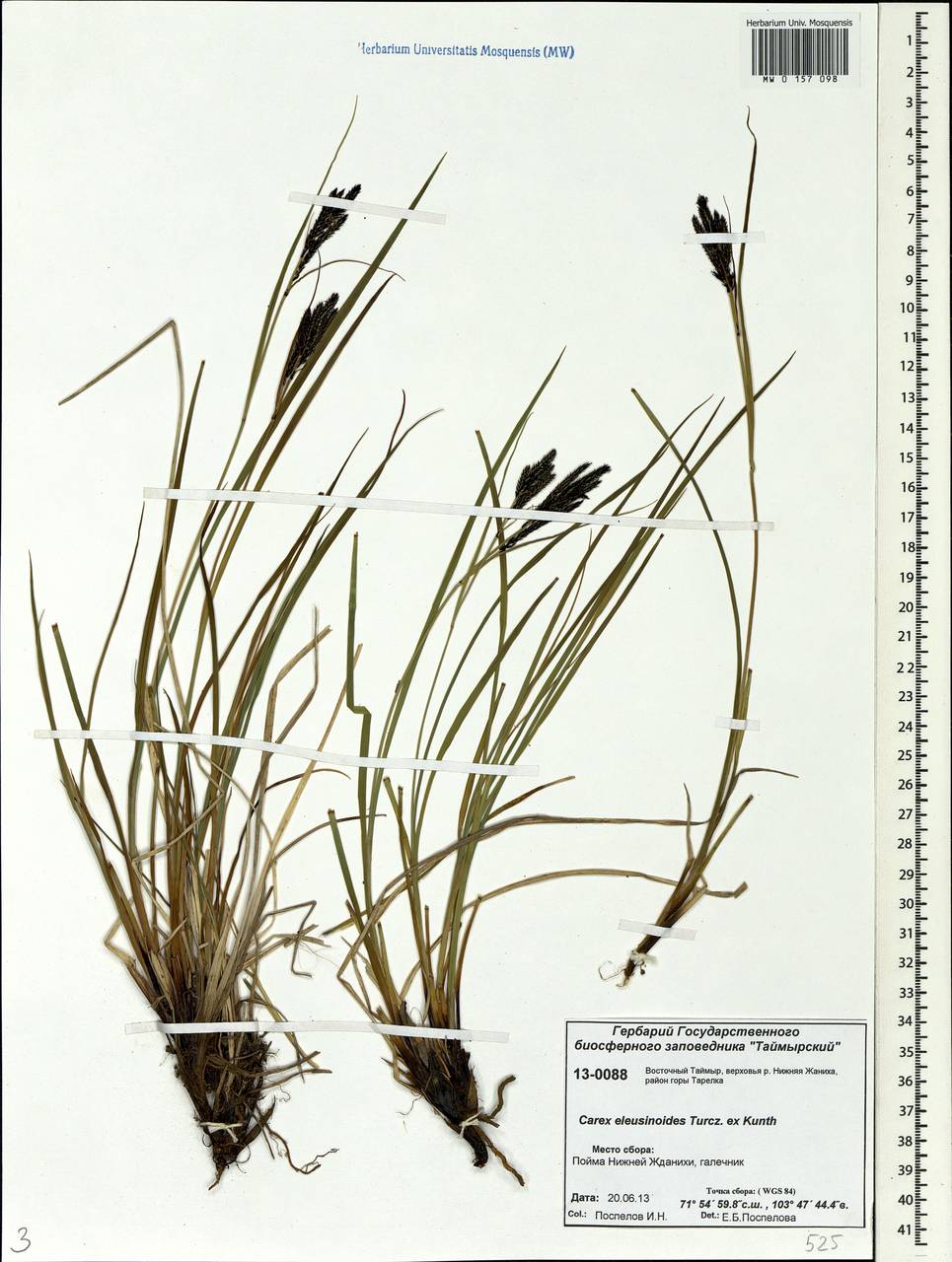 Carex eleusinoides Turcz. ex Kunth, Siberia, Central Siberia (S3) (Russia)