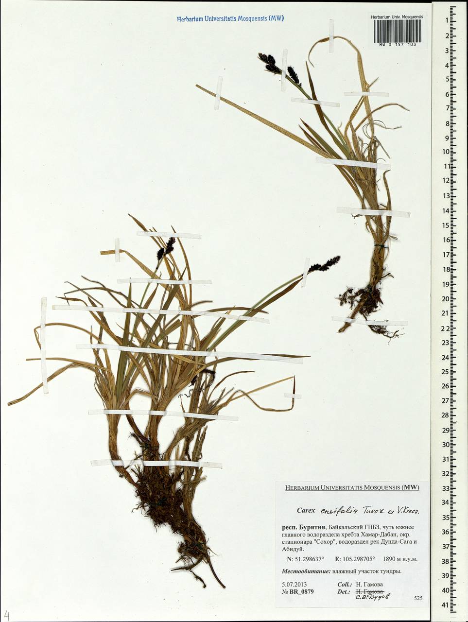 Carex bigelowii subsp. ensifolia (Turcz. ex Gorodkov) Holub, Siberia, Baikal & Transbaikal region (S4) (Russia)