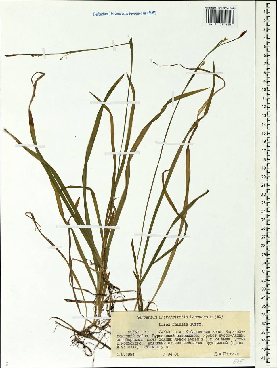 Carex vaginata var. petersii (C.A.Mey. ex F.Schmidt) Akiyama, Siberia, Russian Far East (S6) (Russia)