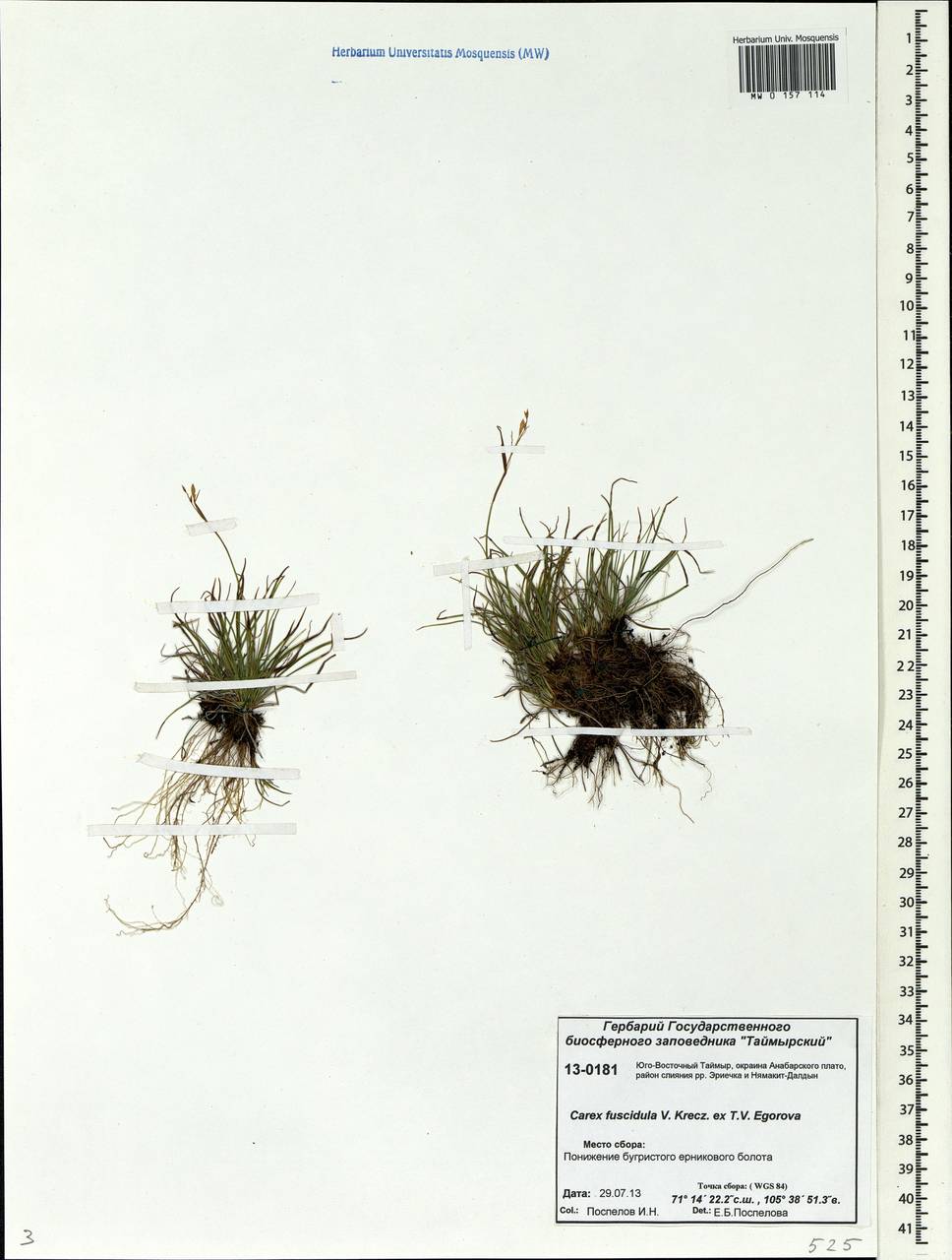 Carex capillaris subsp. fuscidula (V.I.Krecz. ex T.V.Egorova) Á.Löve & D.Löve, Siberia, Central Siberia (S3) (Russia)