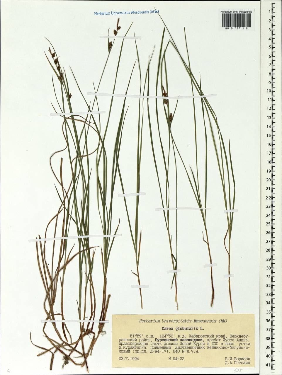 Carex globularis L., Siberia, Russian Far East (S6) (Russia)