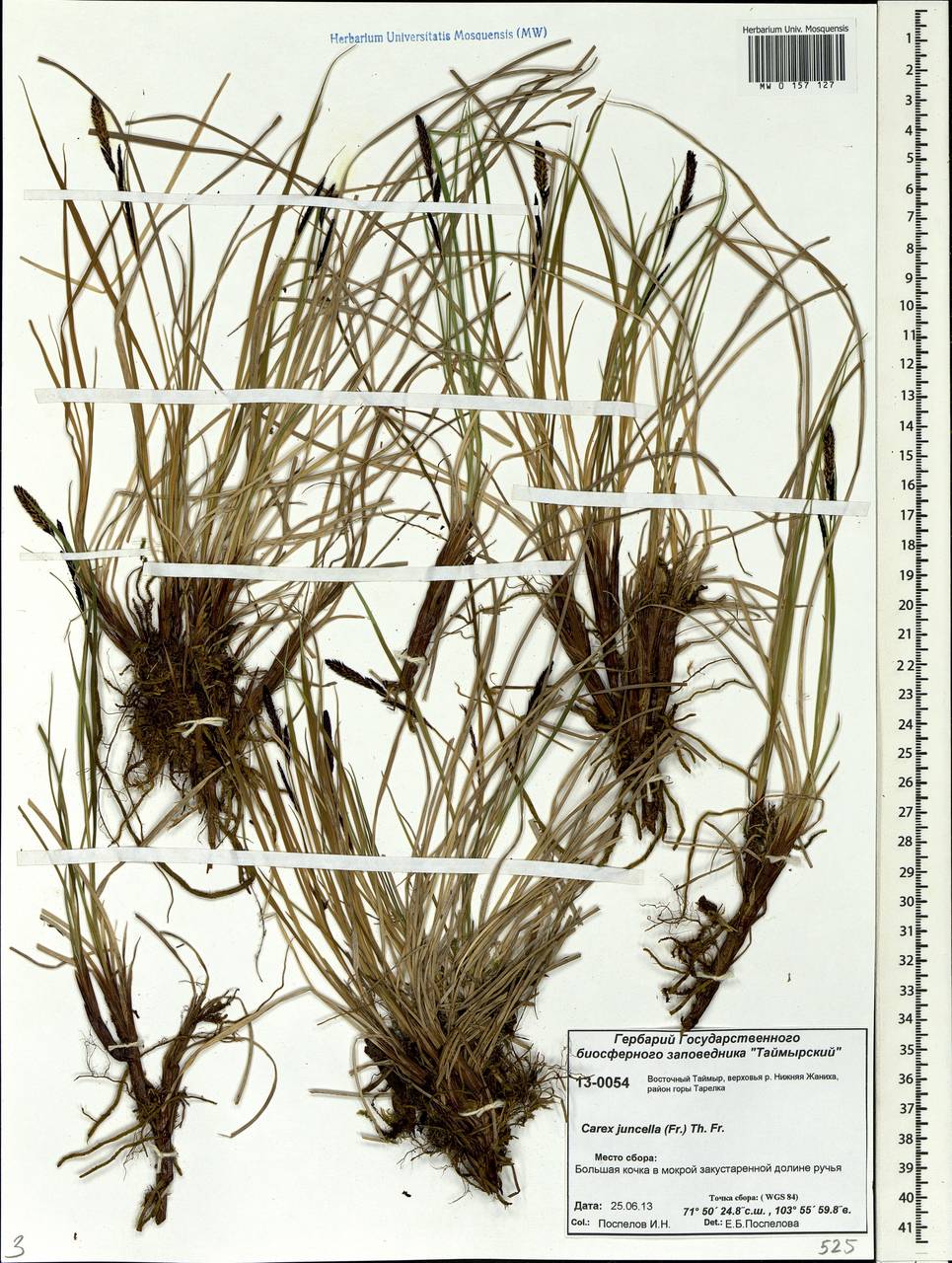 Carex nigra subsp. juncea (Fr.) Soó, Siberia, Central Siberia (S3) (Russia)