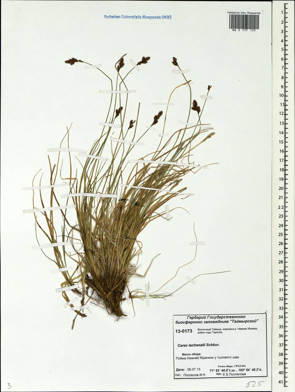Carex lachenalii Schkuhr , nom. cons., Siberia, Central Siberia (S3) (Russia)