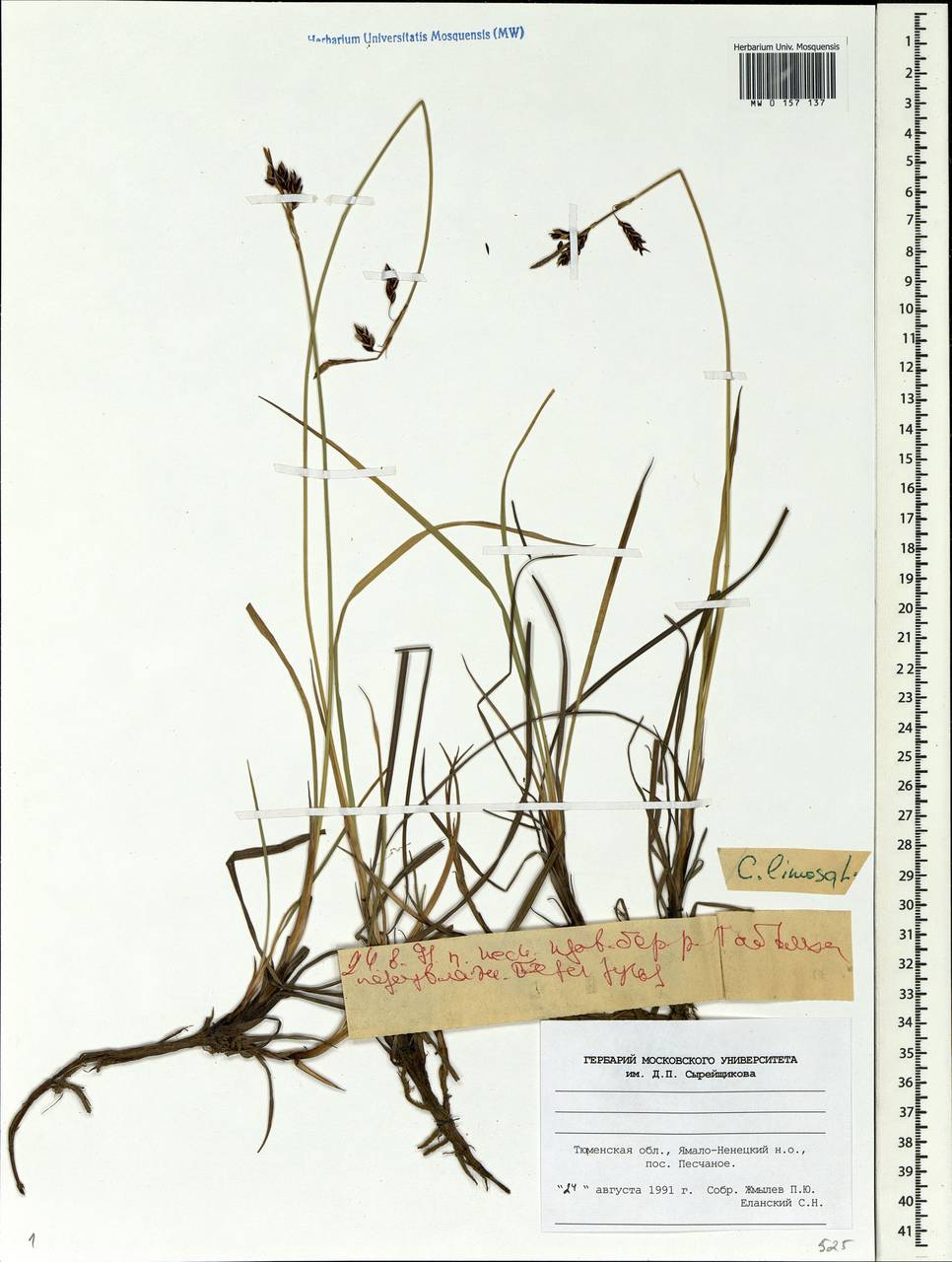 Carex limosa L., Siberia, Western Siberia (S1) (Russia)
