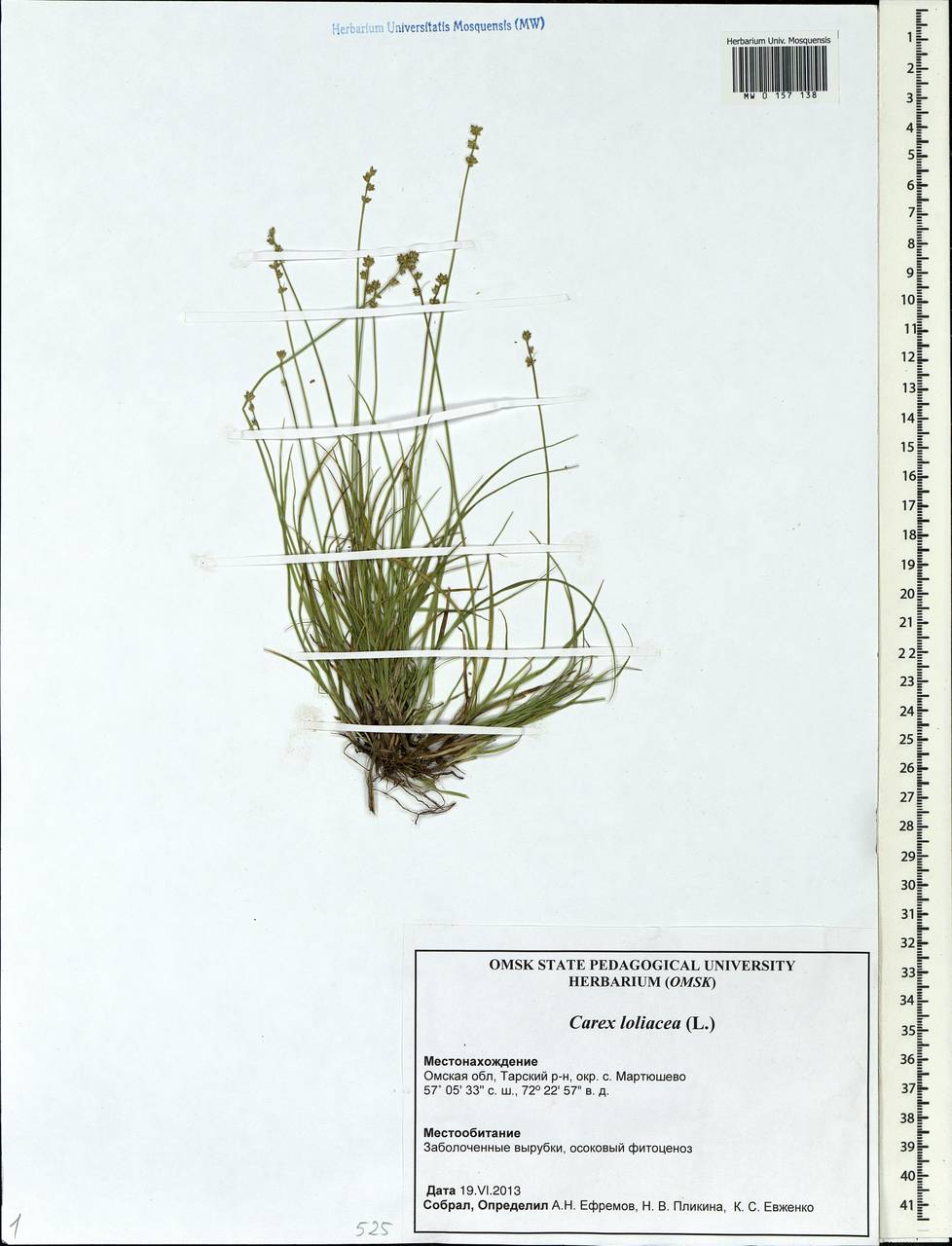 Carex loliacea L., Siberia, Western Siberia (S1) (Russia)