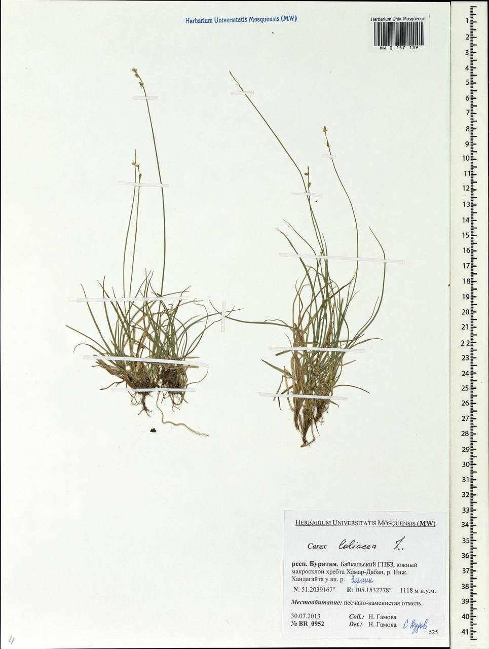 Carex loliacea L., Siberia, Baikal & Transbaikal region (S4) (Russia)