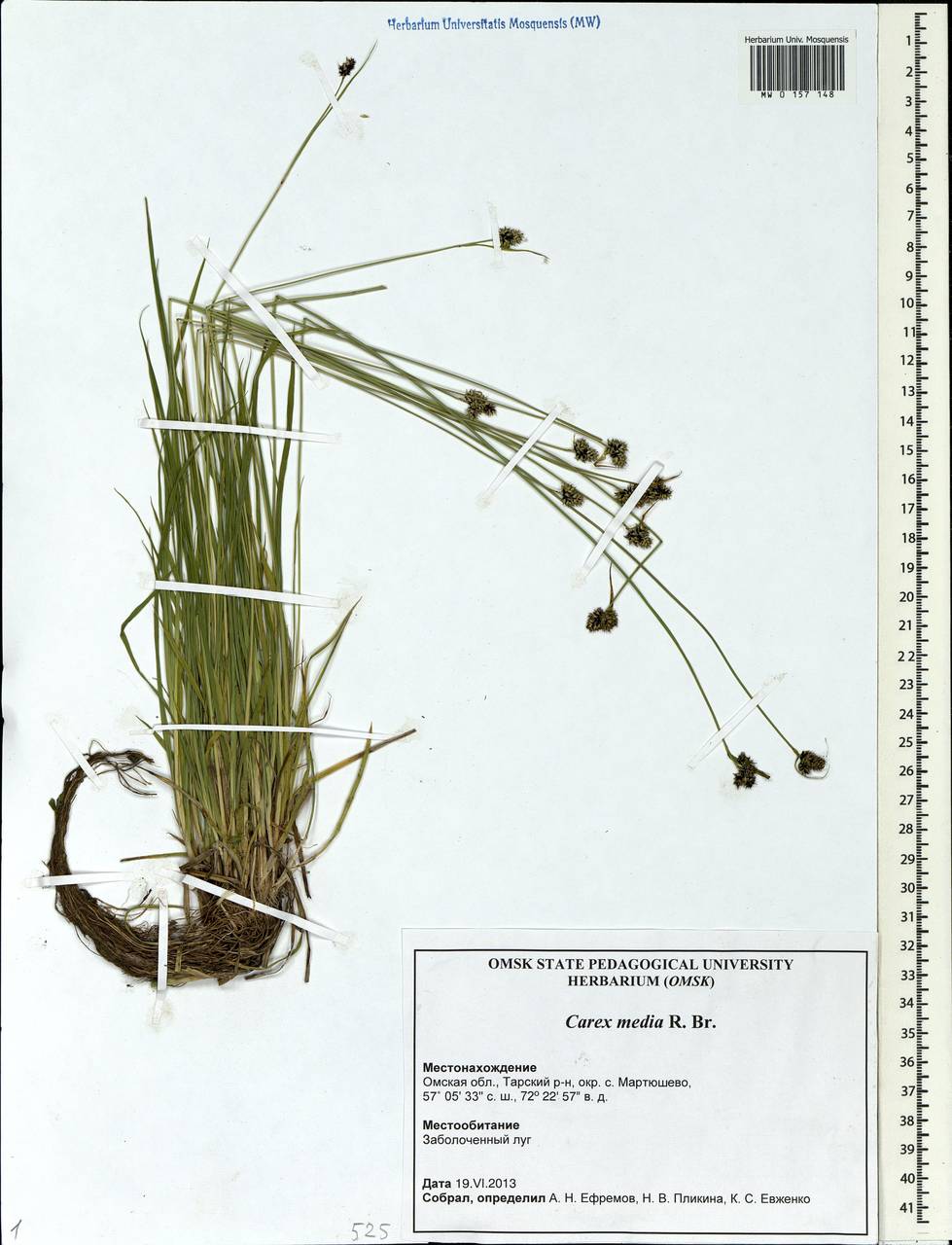 Carex media R.Br., Siberia, Western Siberia (S1) (Russia)