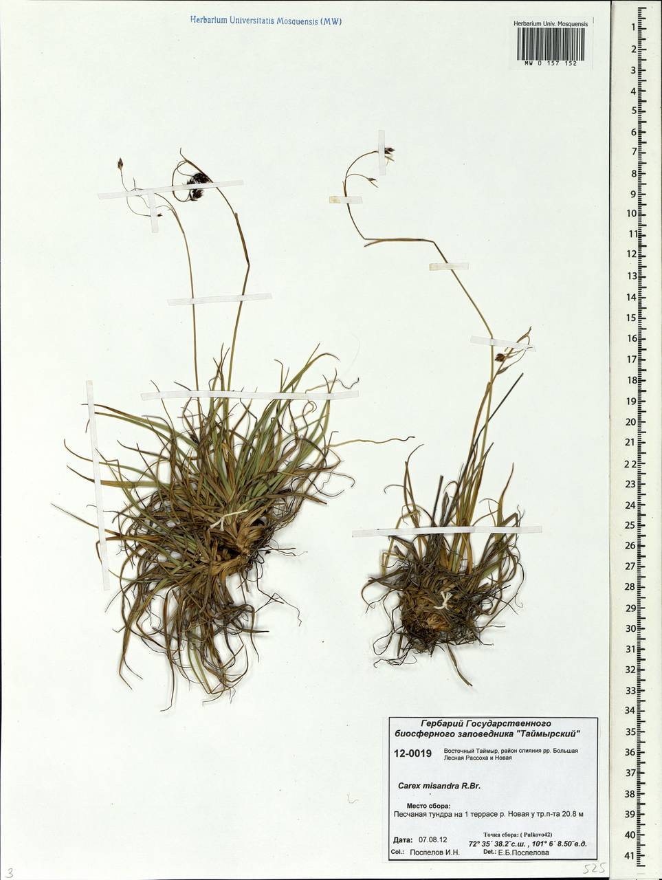 Carex fuliginosa Schkuhr, Siberia, Central Siberia (S3) (Russia)
