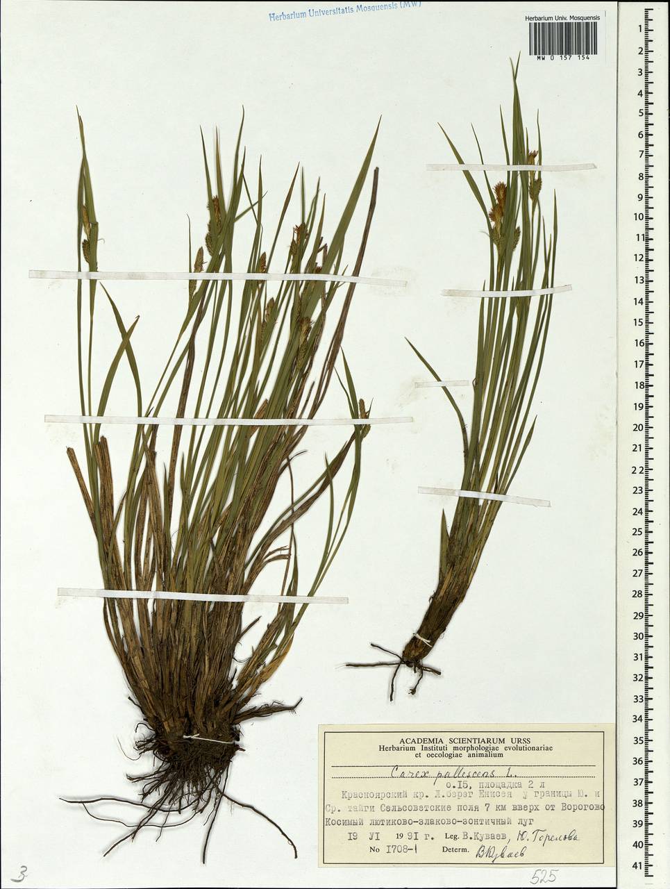Carex pallescens L., Siberia, Central Siberia (S3) (Russia)