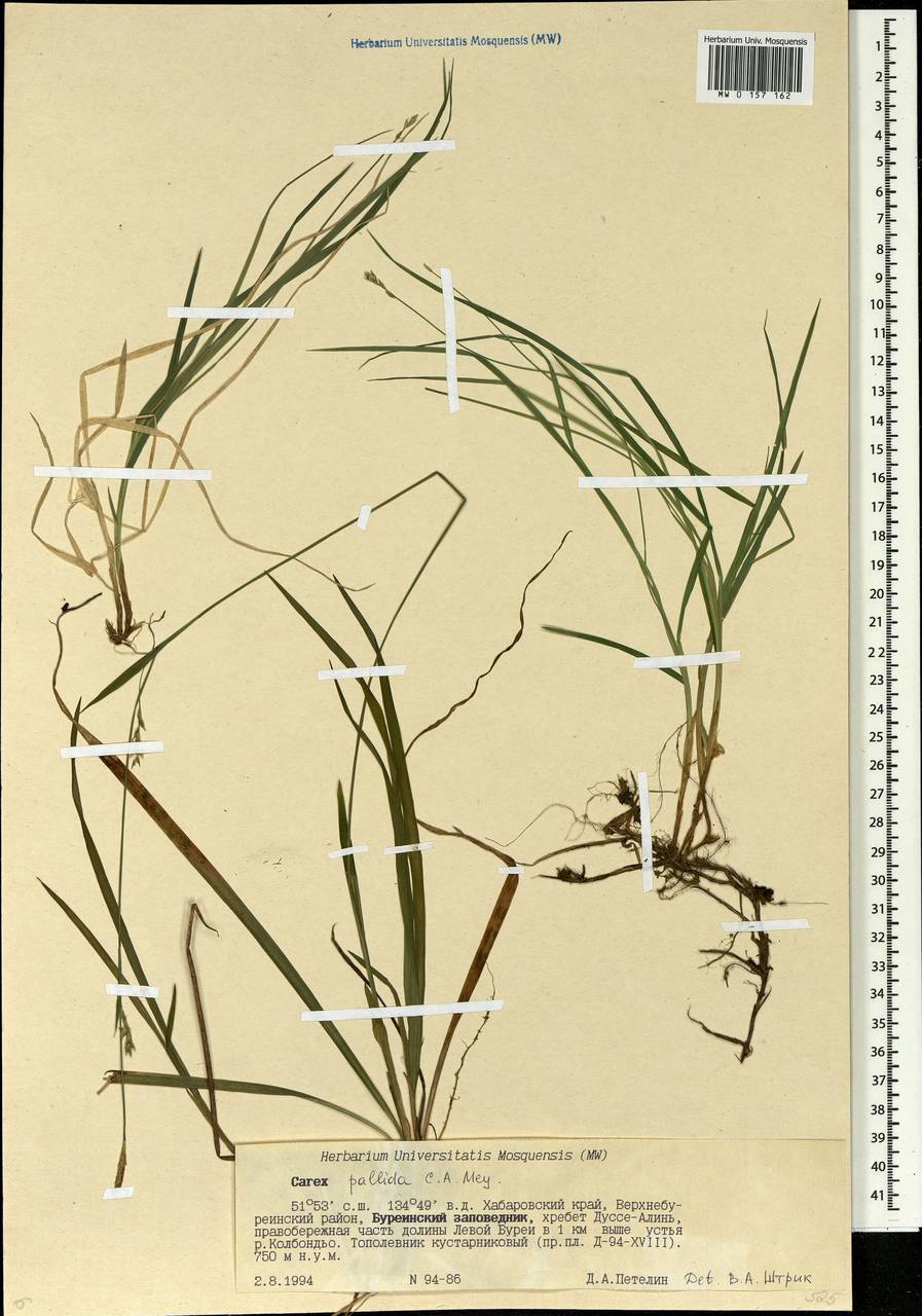 Carex accrescens Ohwi, Siberia, Russian Far East (S6) (Russia)