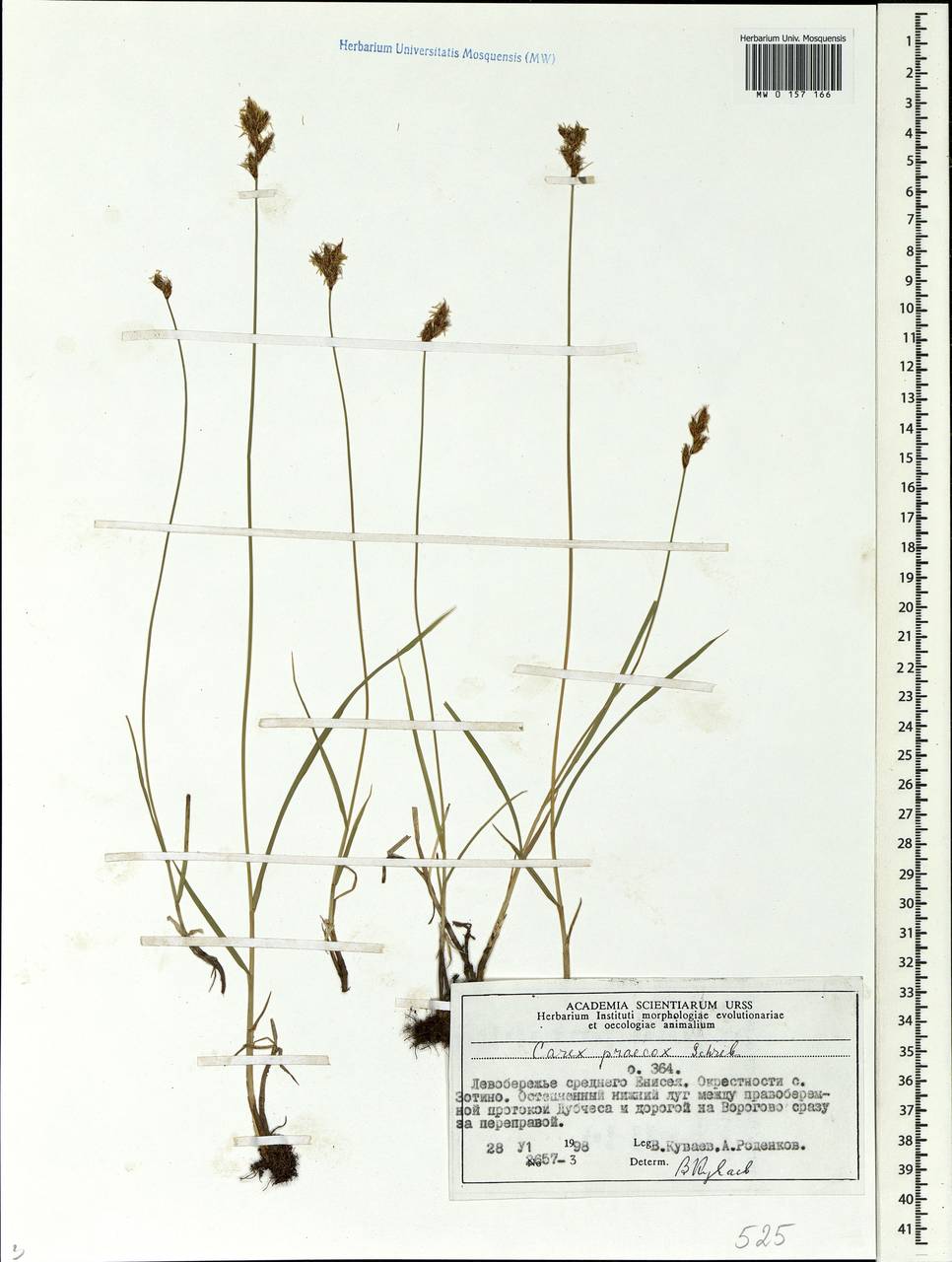 Carex praecox Schreb., Siberia, Central Siberia (S3) (Russia)