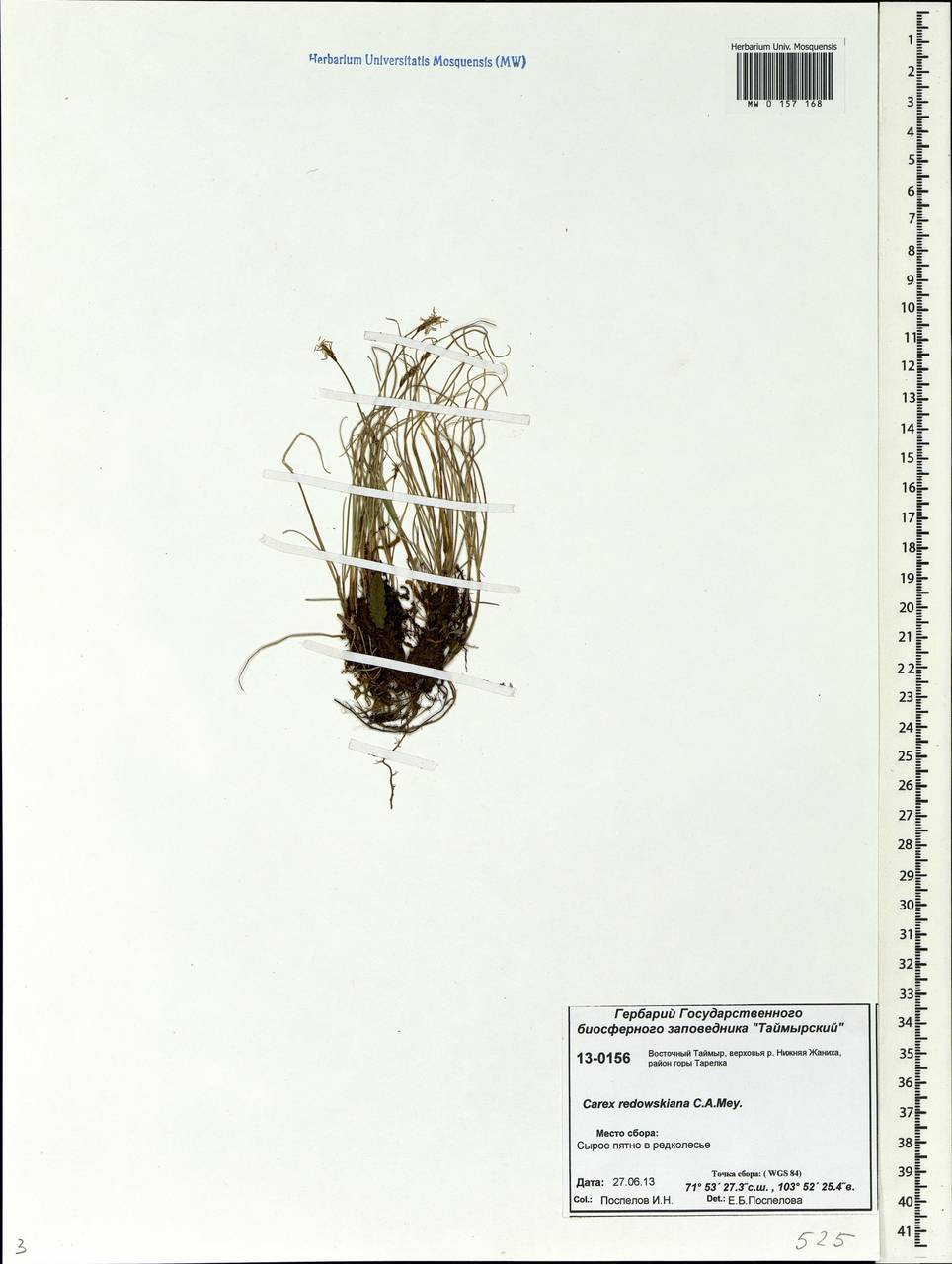 Carex parallela subsp. redowskiana (C.A.Mey.) T.V.Egorova, Siberia, Central Siberia (S3) (Russia)