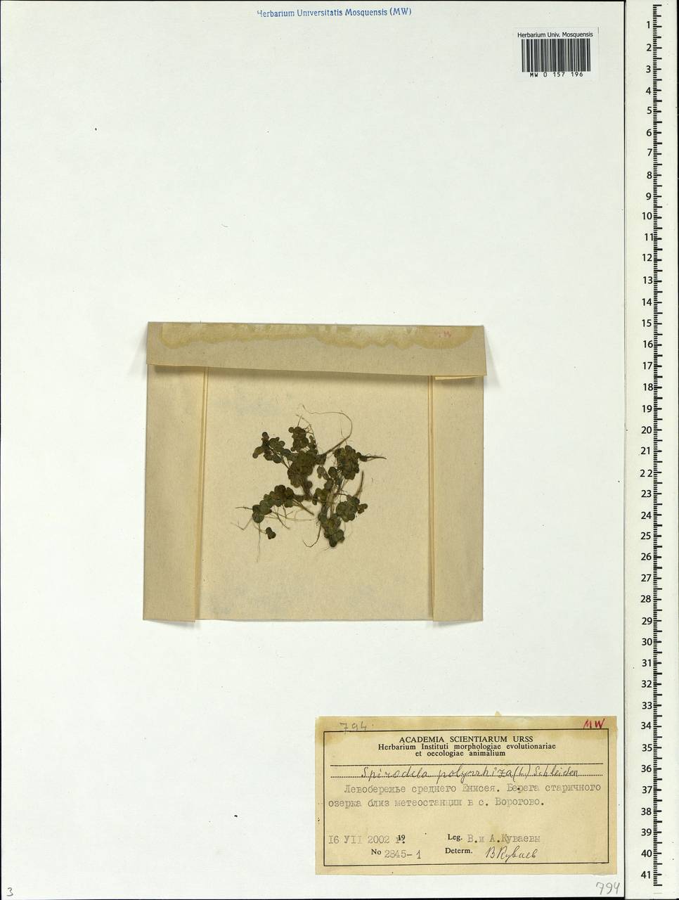 Spirodela polyrhiza (L.) Schleid., Siberia, Central Siberia (S3) (Russia)