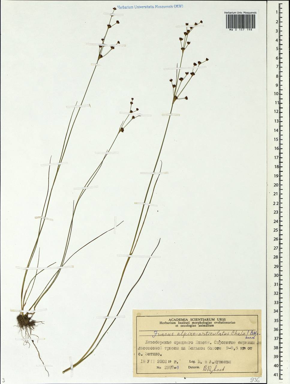 Juncus alpinoarticulatus Chaix, Siberia, Central Siberia (S3) (Russia)