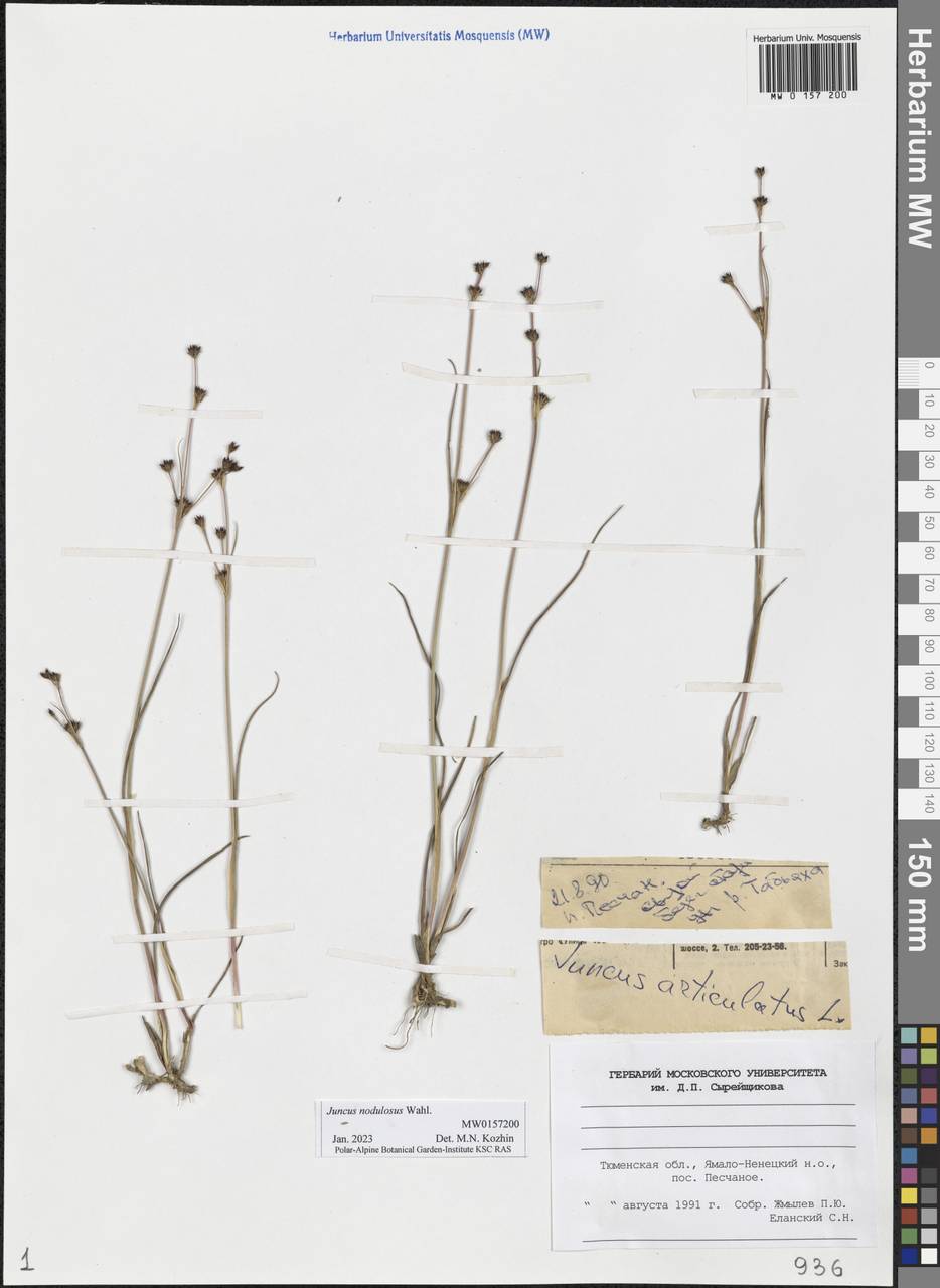Juncus alpinoarticulatus subsp. rariflorus (Hartm.) Breistr., Siberia, Western Siberia (S1) (Russia)