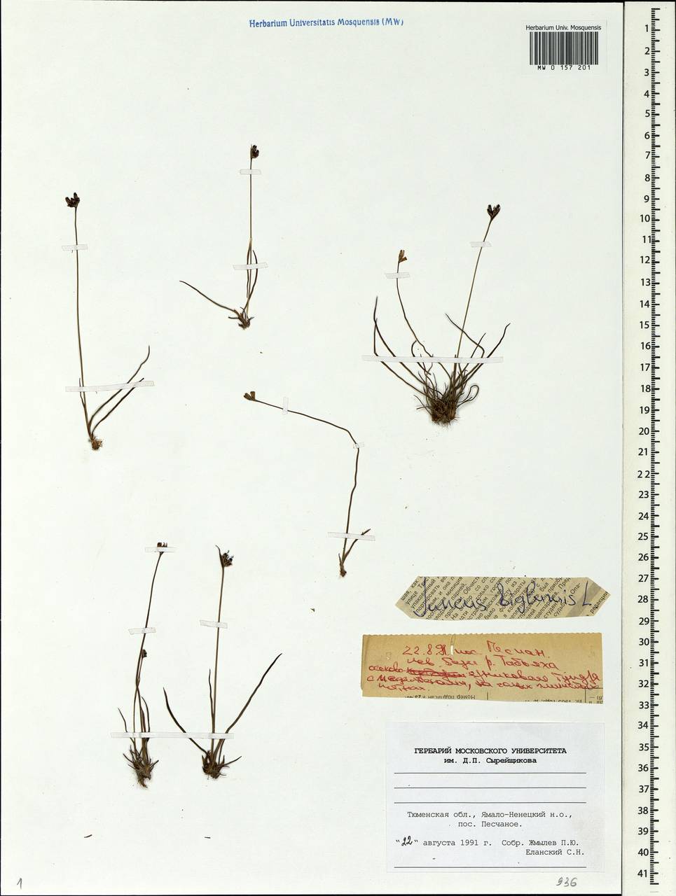 Juncus biglumis L., Siberia, Western Siberia (S1) (Russia)