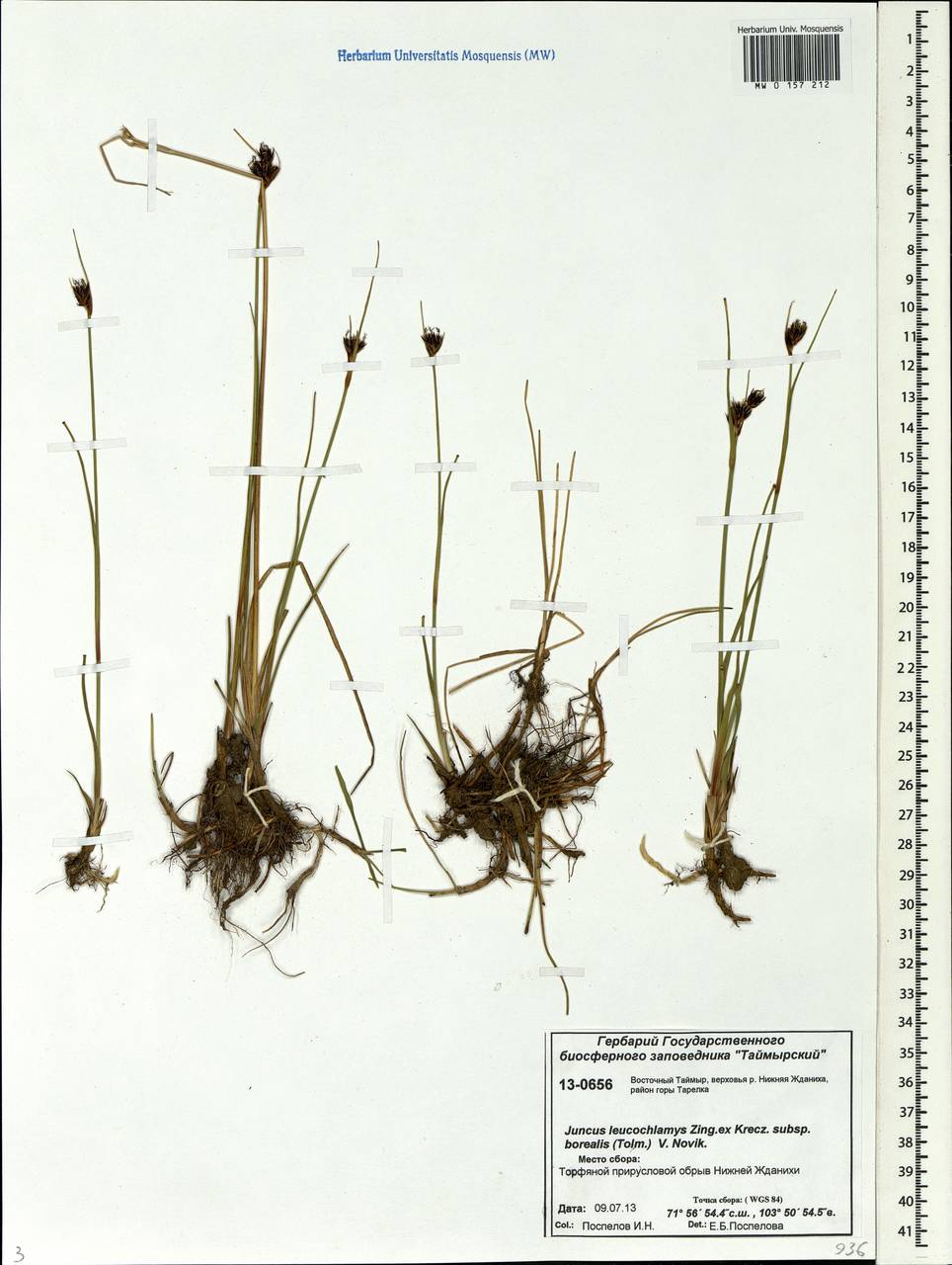 Juncus castaneus subsp. leucochlamys (V.J.Zinger ex V.I.Krecz.) Hultén, Siberia, Central Siberia (S3) (Russia)