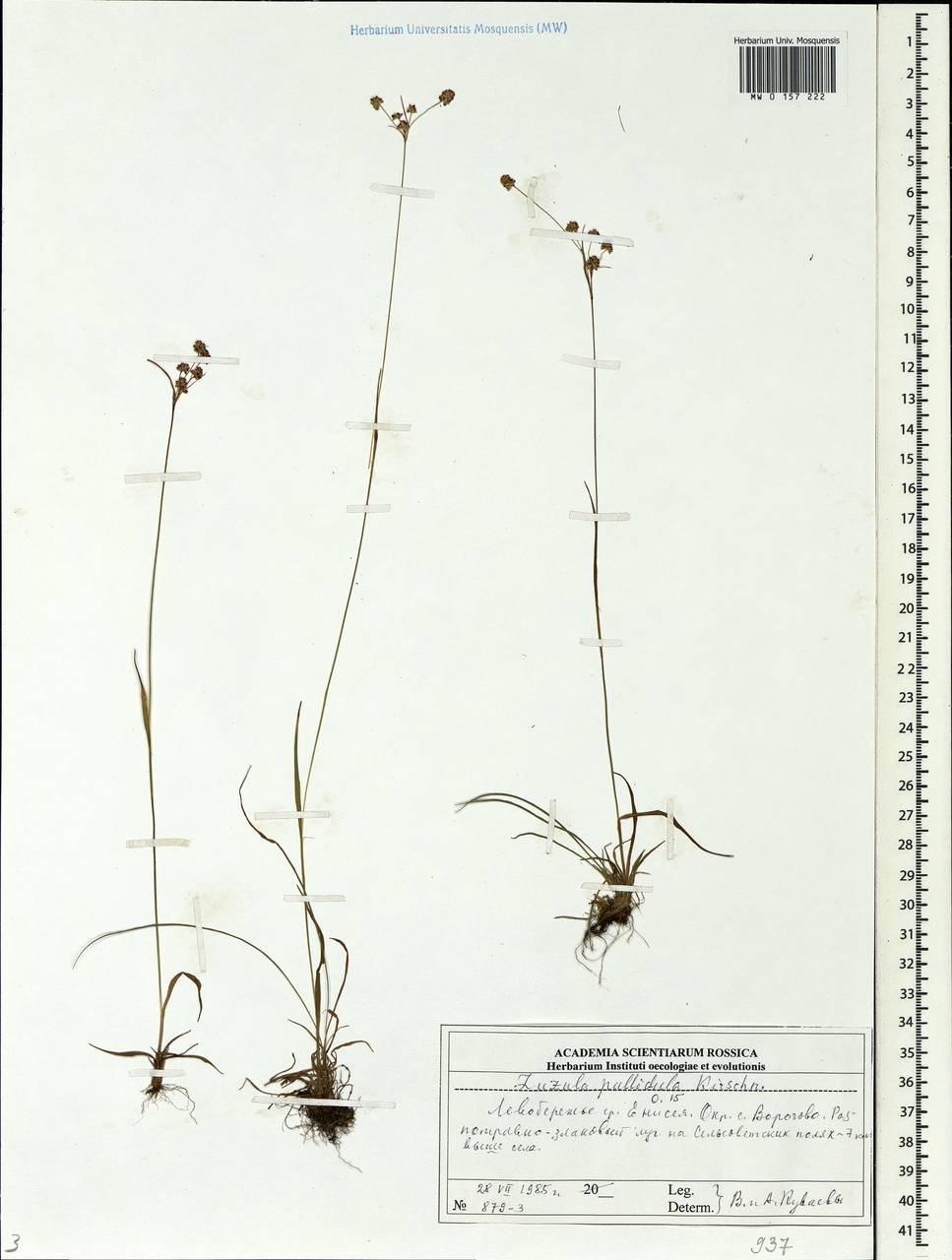 Luzula pallescens Sw., Siberia, Central Siberia (S3) (Russia)