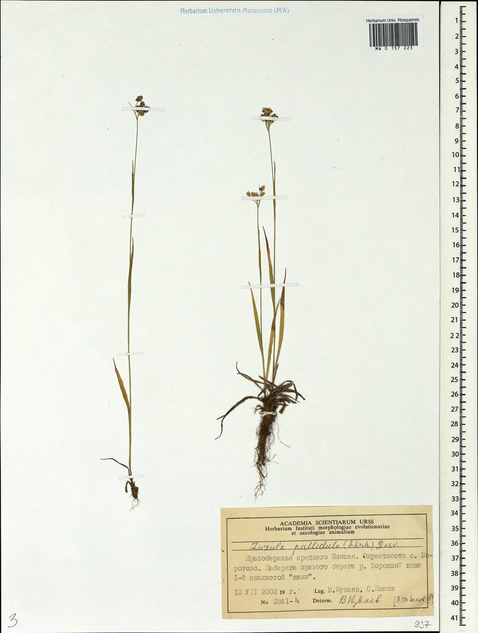 Luzula pallescens Sw., Siberia, Central Siberia (S3) (Russia)